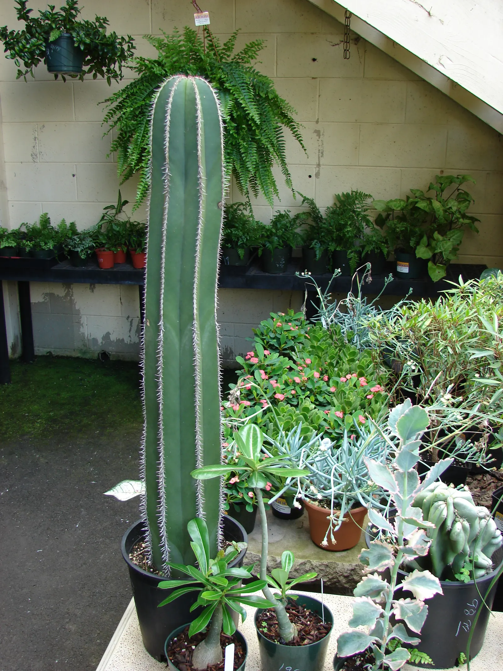 Mexican Fencepost (Pachycereus Marginatus) — followed by pinkish-red fruit