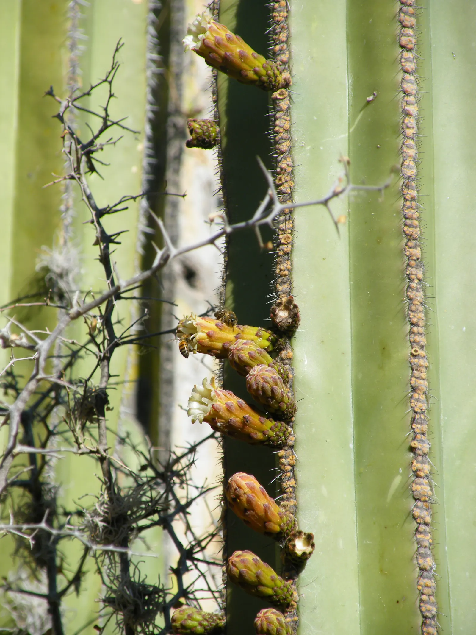 Mexican Fencepost (Pachycereus Marginatus) — roughly 6-12 inches in diameter; pink flowers in the garden