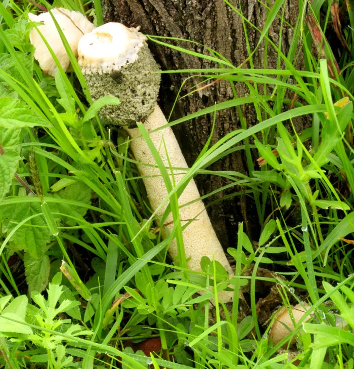 Mexican Fencepost (Pachycereus Marginatus) — Ideal for low-water landscapes