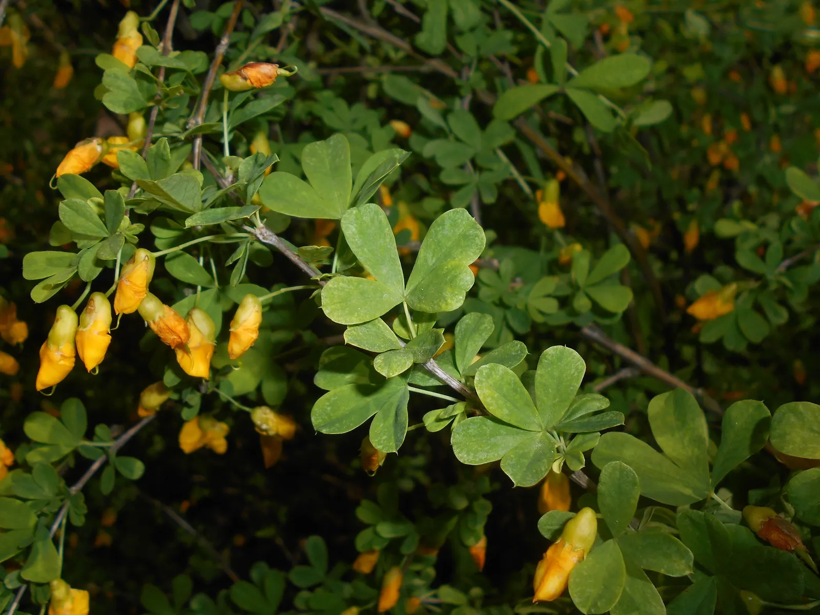Russian Pea Shrub (Caragana frutex) — In late spring to early summer; its compact size makes it ideal for use as a hedge or windbreak