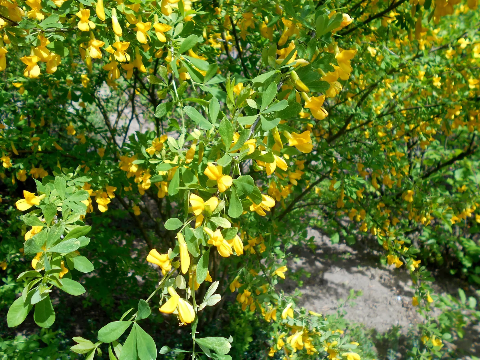 Russian Pea Shrub (Caragana frutex) — making it an excellent choice for a resilient and low-maintenance element in your landscape design