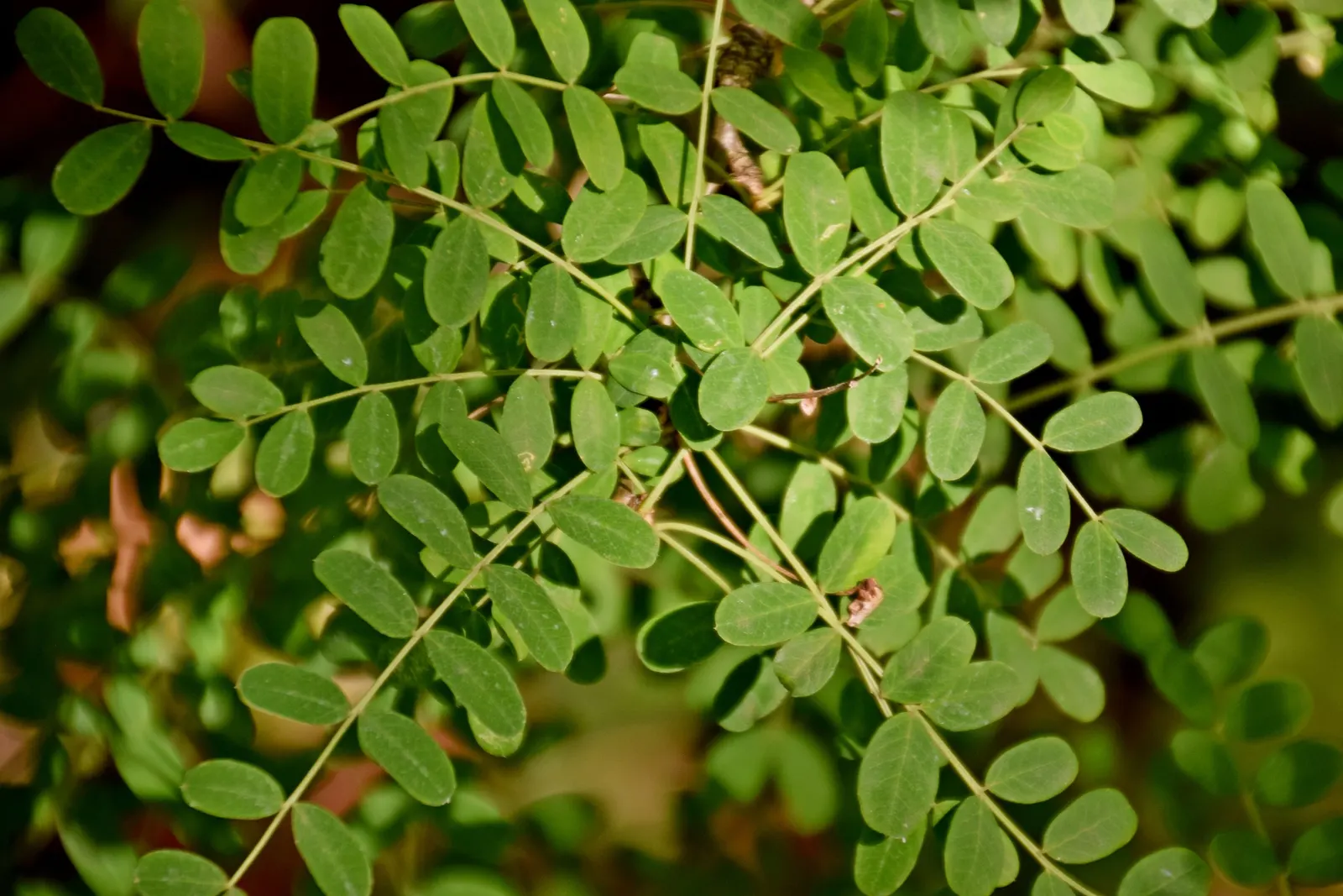 Russian Pea Shrub (Caragana frutex) — offering both aesthetic and practical benefits while asking very little in return