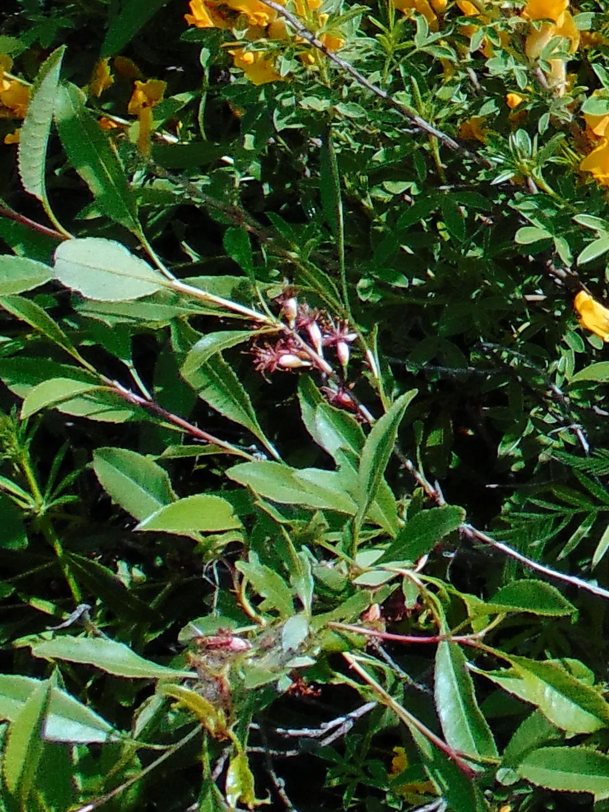 Russian Pea Shrub (Caragana frutex) — providing a delicate texture that contrasts beautifully against its sturdy branches