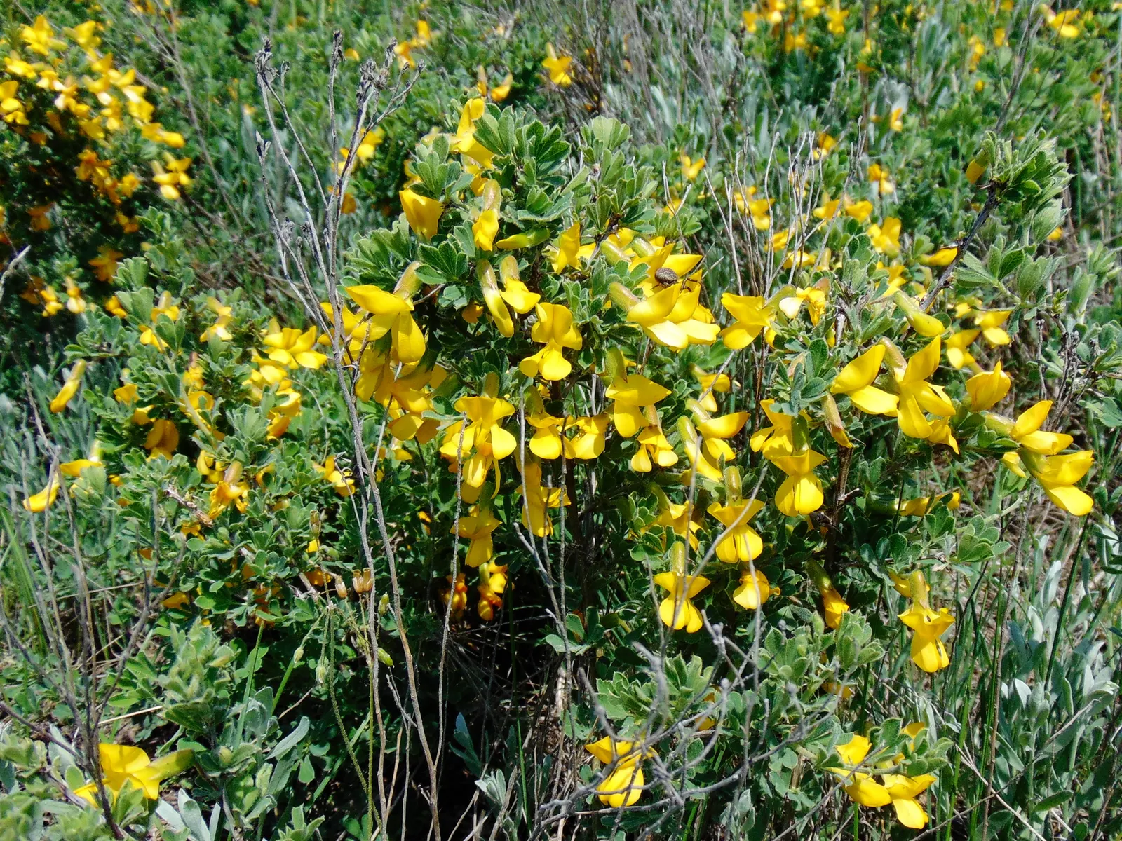 Russian Pea Shrub (Caragana frutex) — This hardiness extends to drought tolerance once established, requiring minimal watering and care; it's noteworthy that