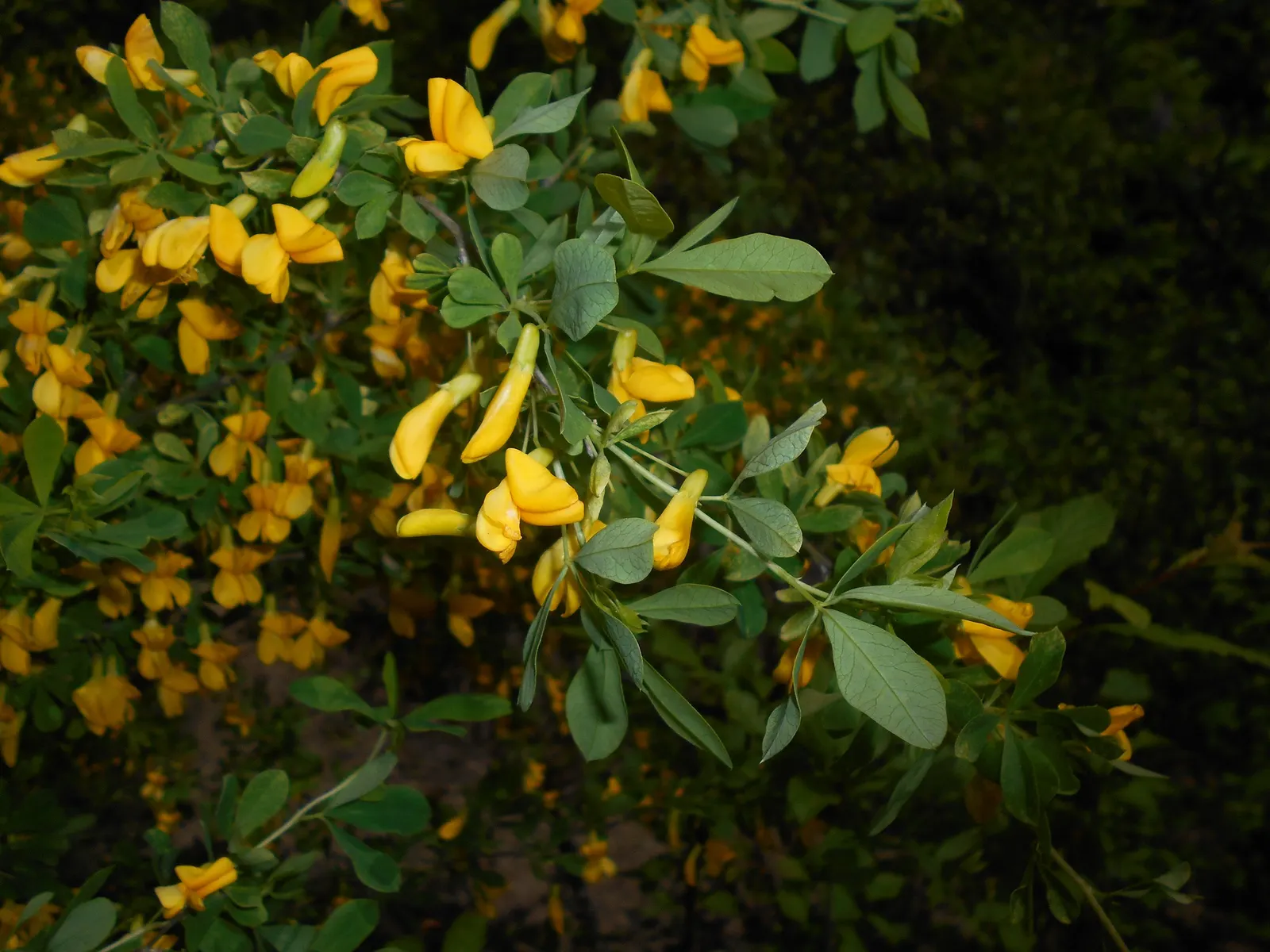Russian Pea Shrub (Caragana frutex) — This plant typically reaches a height of 10 to 15 feet and can spread roughly 12 to 18 feet wide; making it an excellent