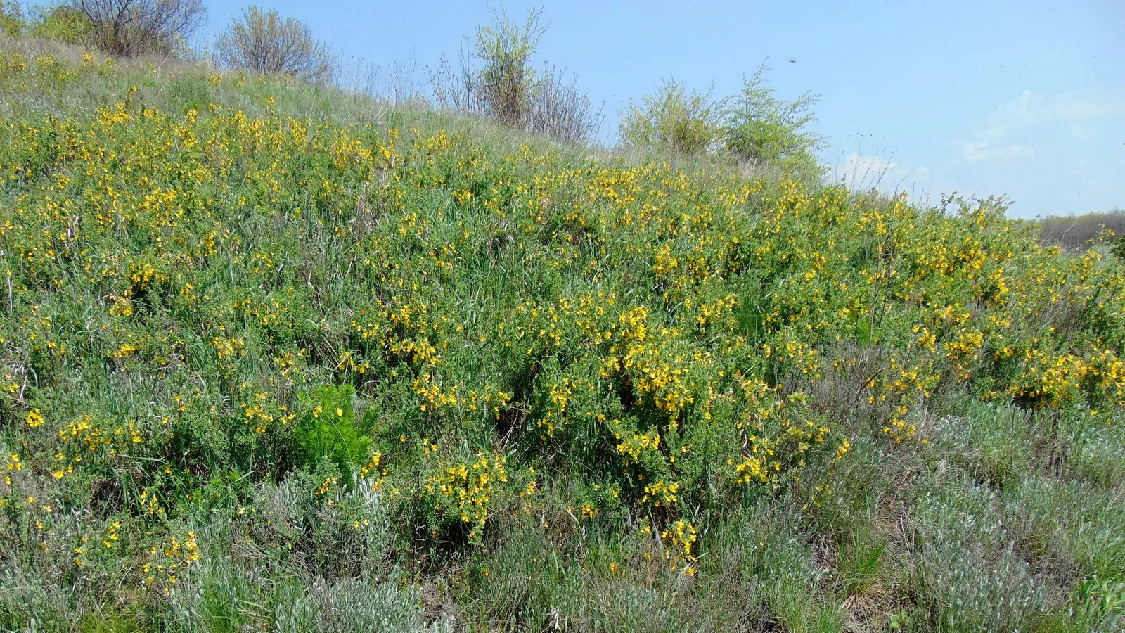 Russian Pea Shrub (Caragana frutex) — providing a delicate texture that contrasts beautifully against its sturdy branches; it transforms into a dense