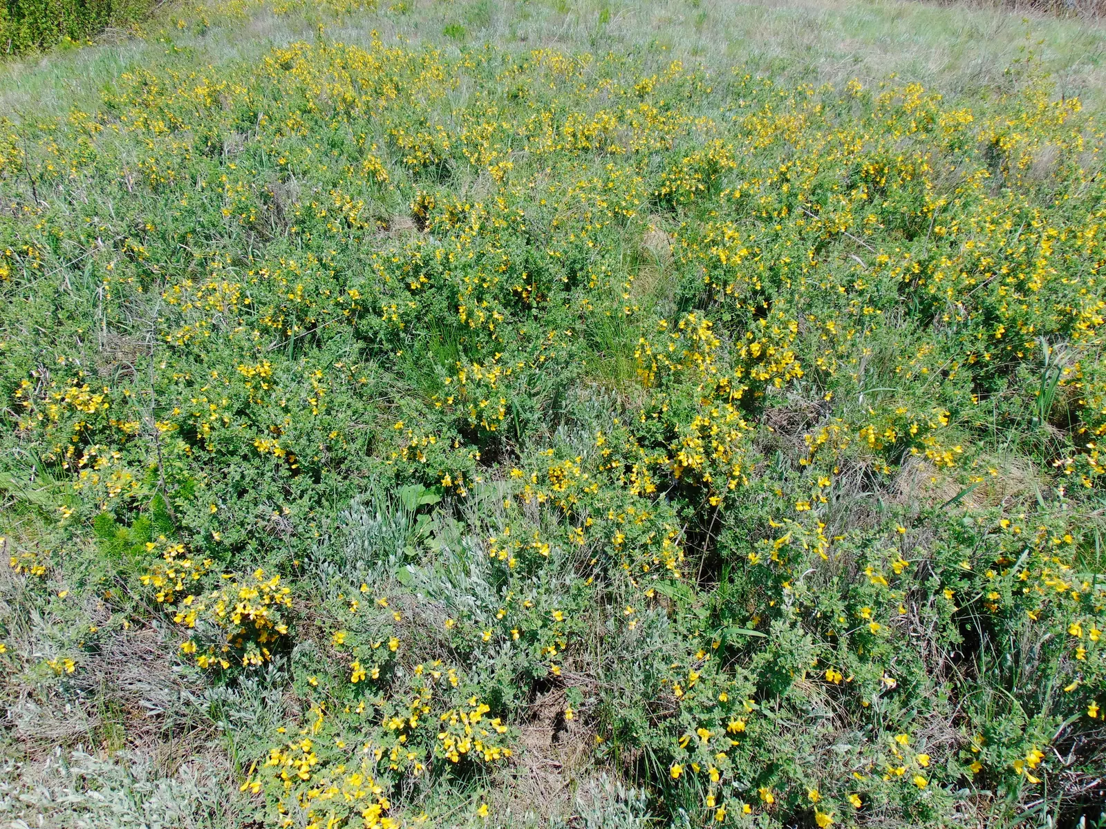 Russian Pea Shrub (Caragana frutex) — scientifically known as Caragana frutex; thus enriching the soil quality around it.<br><br>To maintain a specific shape