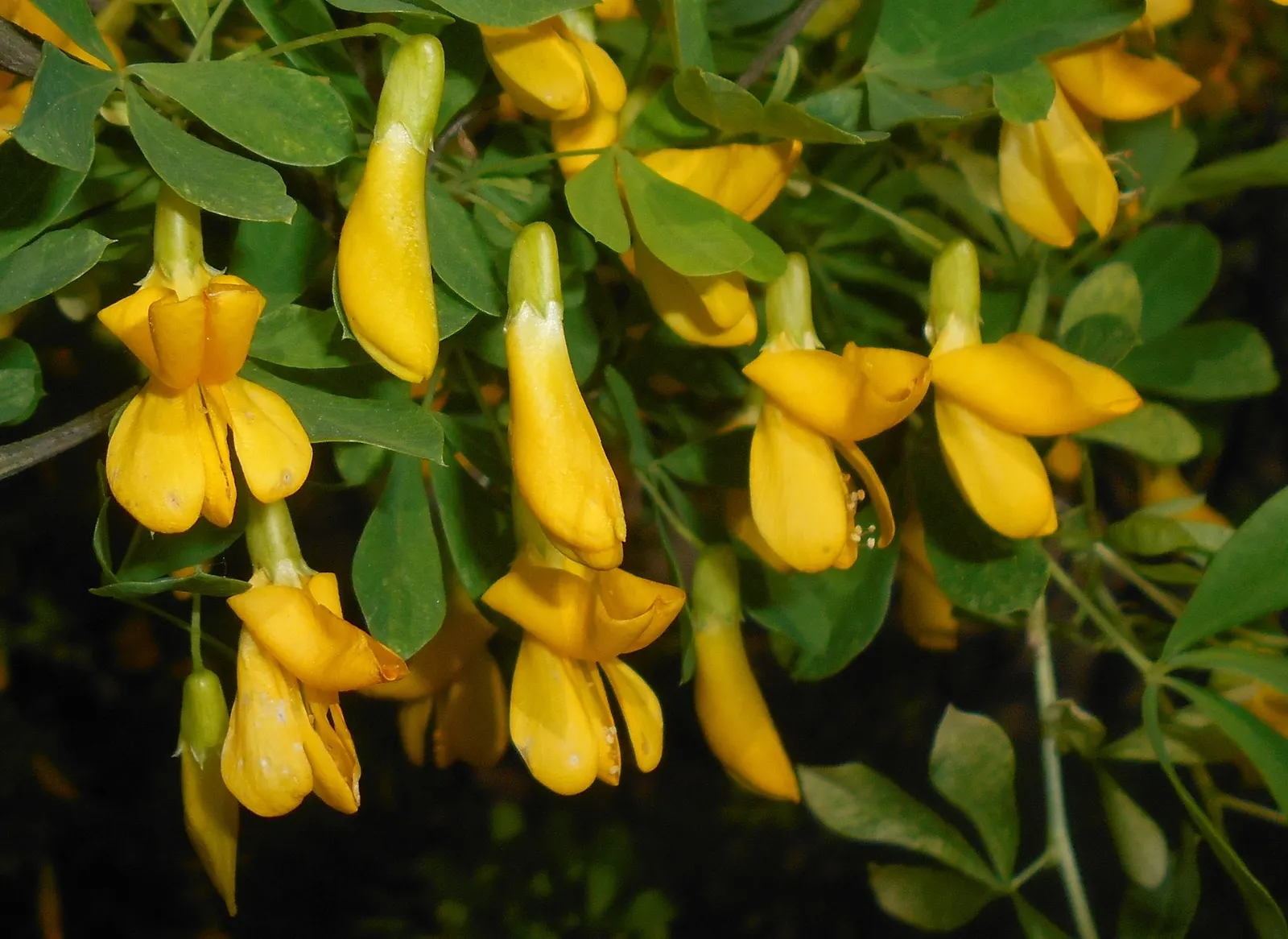 Russian Pea Shrub (Caragana frutex) — Adorned with bright yellow flowers in late spring