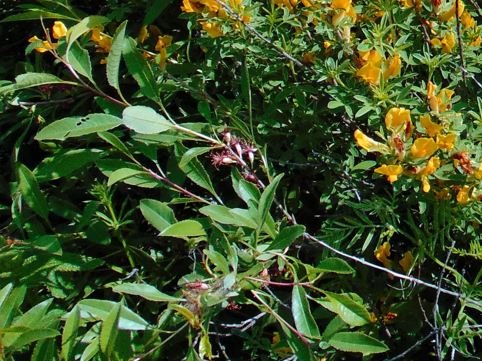 Russian Pea Shrub (Caragana frutex) — It's an ideal windbreak with nitrogen-fixing capabilities, enhancing soil fertility