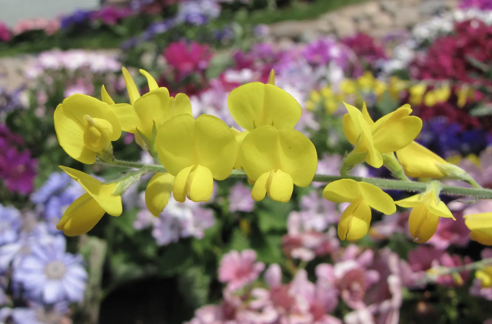 Russian Pea Shrub (Caragana frutex) — Thriving in USDA zones 2-7, it withstands harsh climates, requiring minimal care