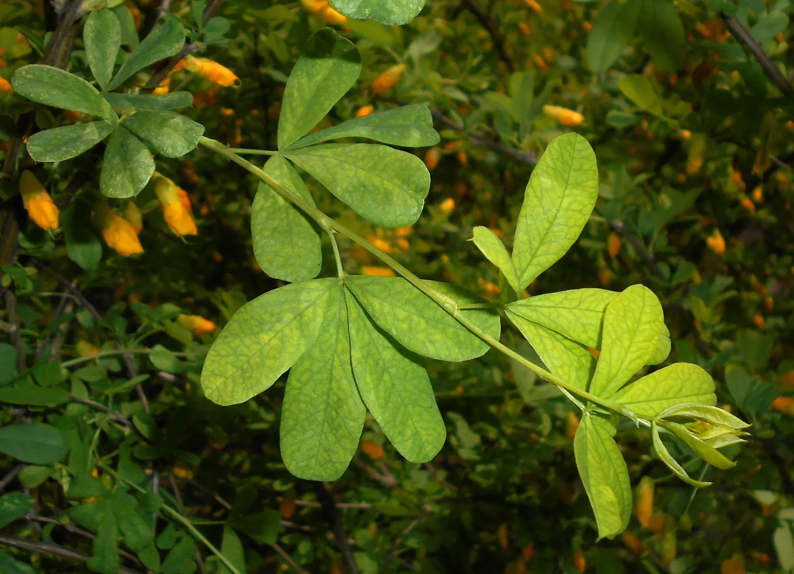 Russian Pea Shrub (Caragana frutex) — though it flourishes in well-drained loams; providing a delicate texture that contrasts beautifully against its sturdy