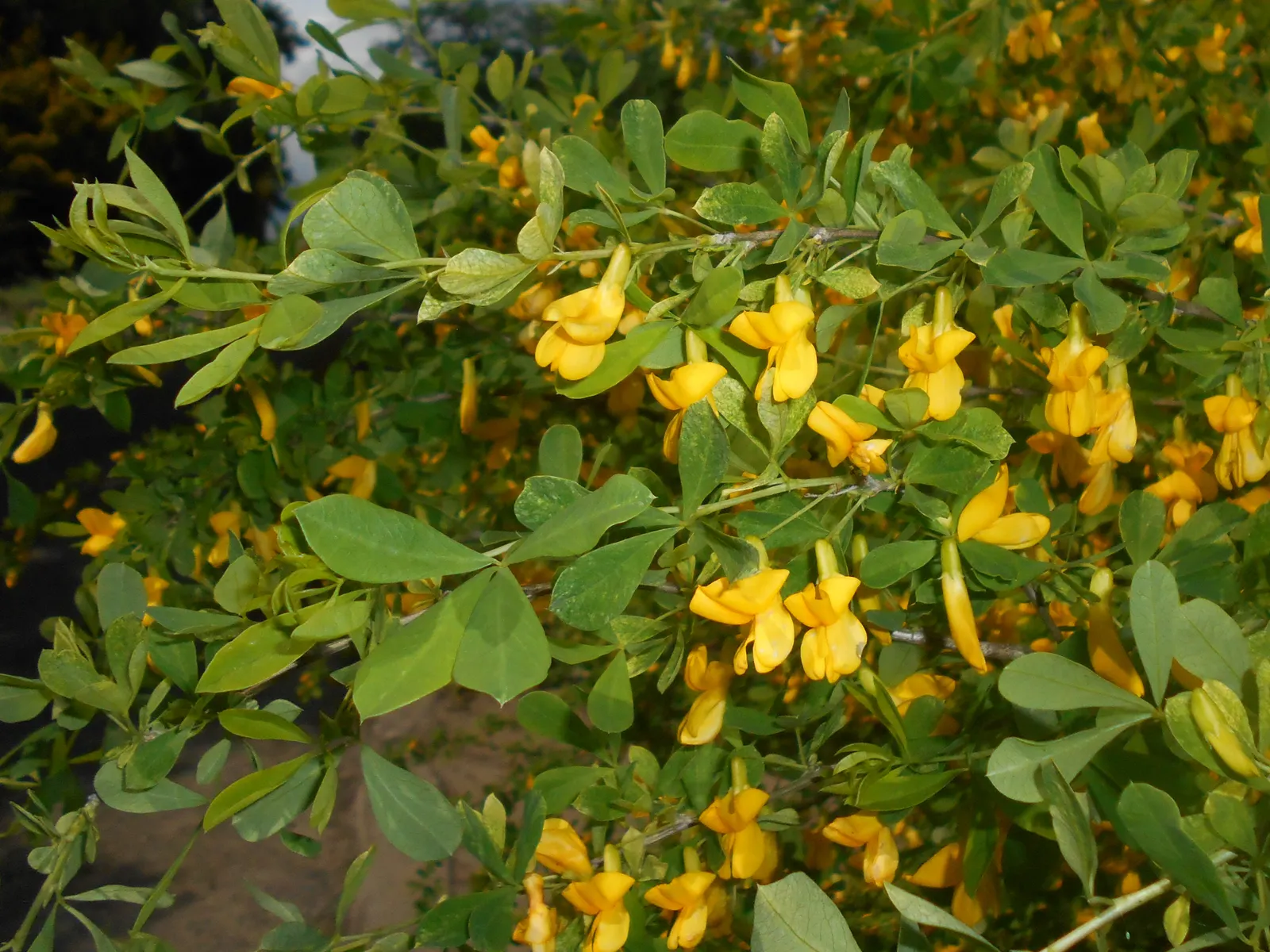 Russian Pea Shrub (Caragana frutex) — yellow flowers in the garden