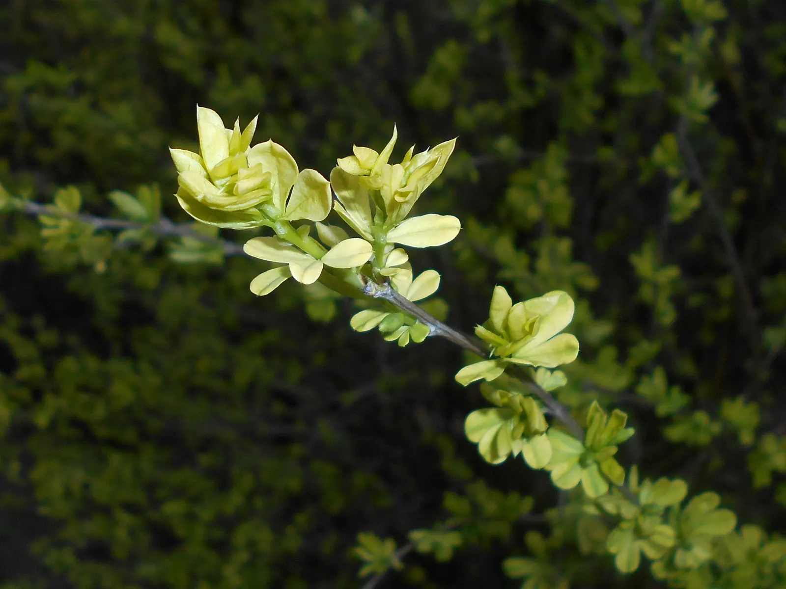 Russian Pea Shrub (Caragana frutex) — The Russian Pea Shrub, Caragana frutex, is a hardy deciduous legume, maturing to 12-15 ft; thriving in USDA zones 2-7, it