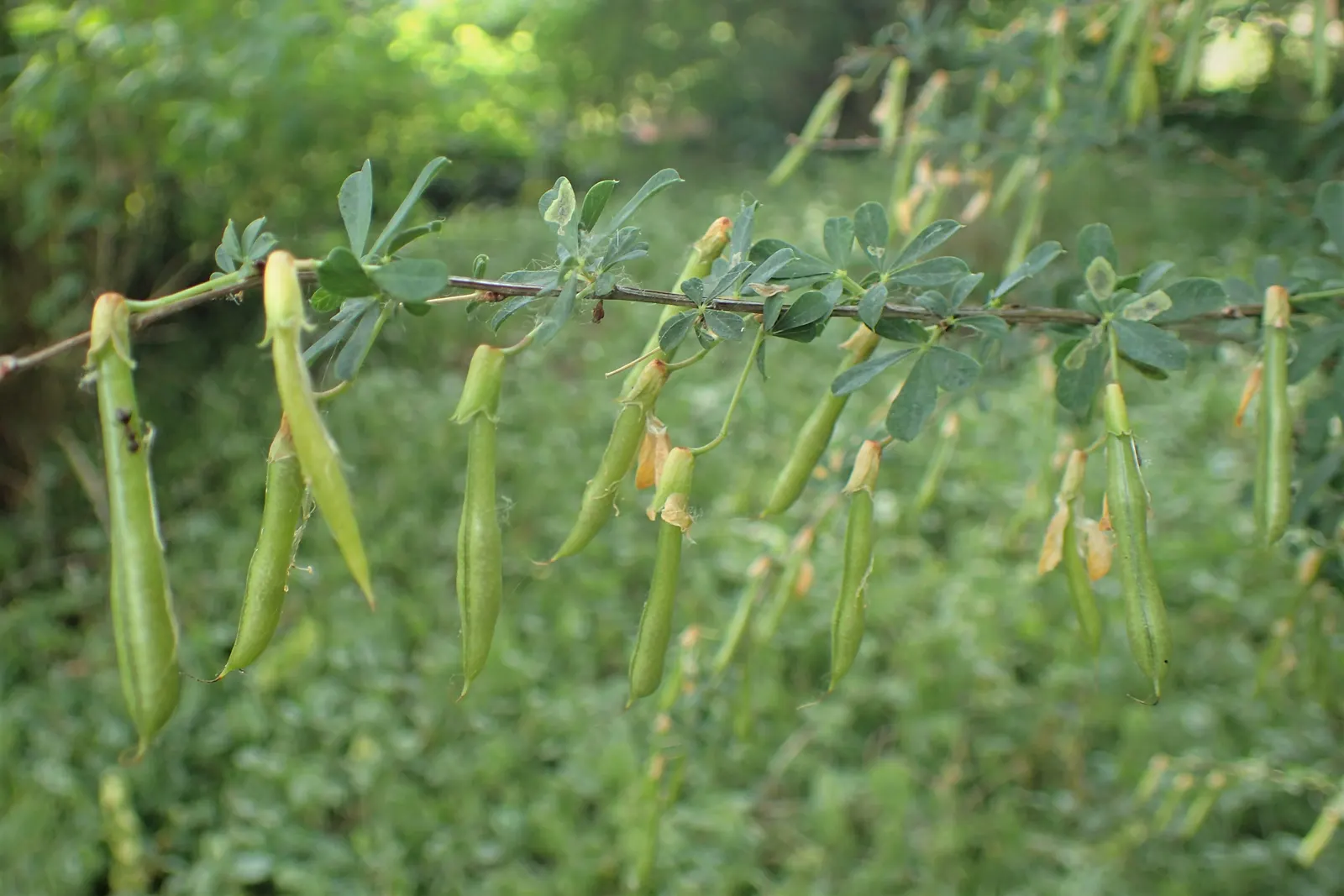 Russian Pea Shrub (Caragana frutex) — pea-like flowers which are roughly 1.5 inches across