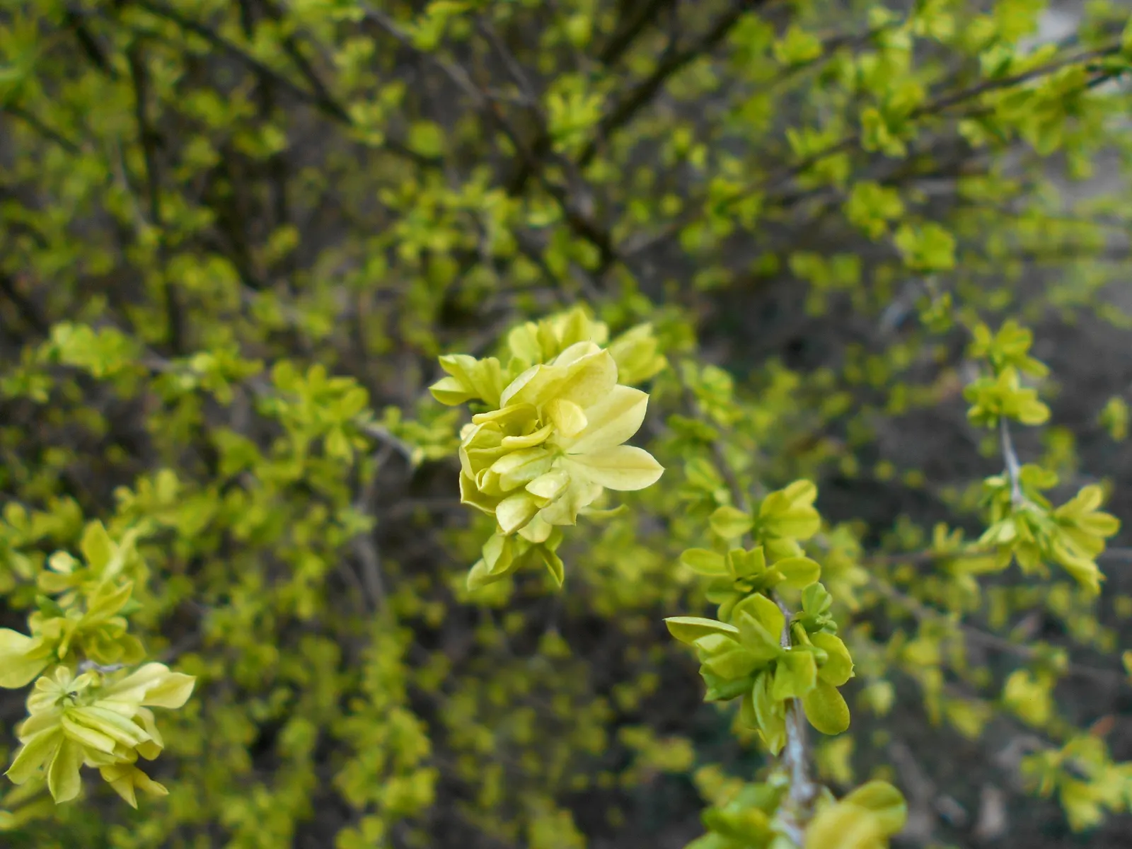 Russian Pea Shrub (Caragana frutex) — This plant typically reaches a height of 10 to 15 feet and can spread roughly 12 to 18 feet wide