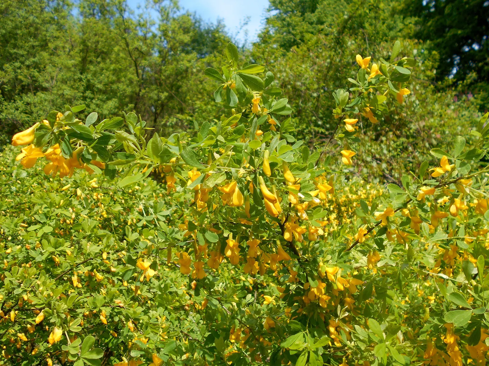 Russian Pea Shrub (Caragana frutex) — This hardiness extends to drought tolerance once established, requiring minimal watering and care