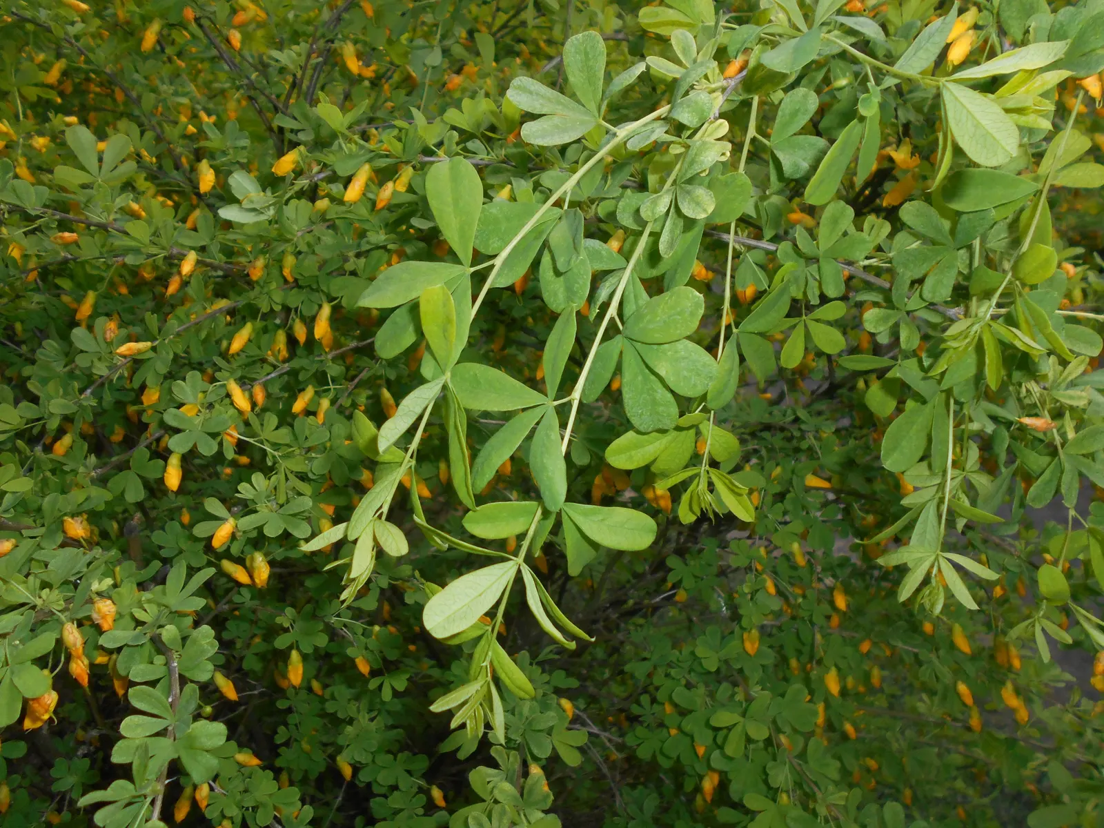 Russian Pea Shrub (Caragana frutex) — the Russian Pea Shrub is very adaptable to soil types
