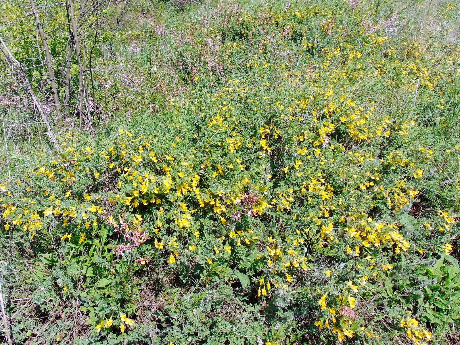 Russian Pea Shrub (Caragana frutex) — scientifically known as Caragana frutex