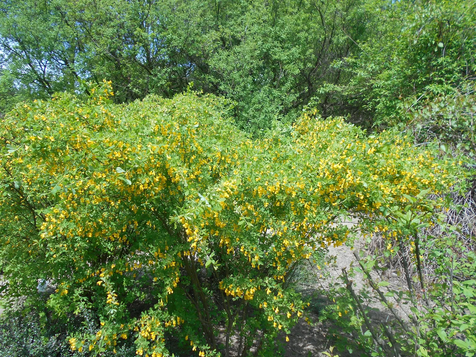 Russian Pea Shrub (Caragana frutex) — the shrub bursts into a display of vibrant yellow; though it flourishes in well-drained loams
