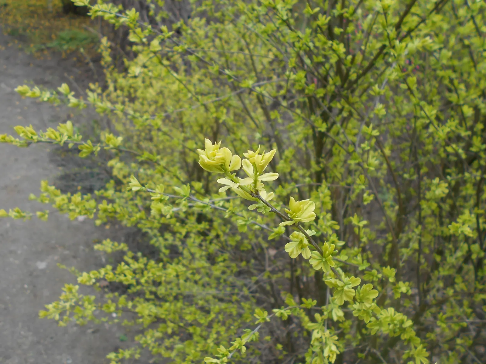 Russian Pea Shrub (Caragana frutex) — shrub / tree with yellow blooms