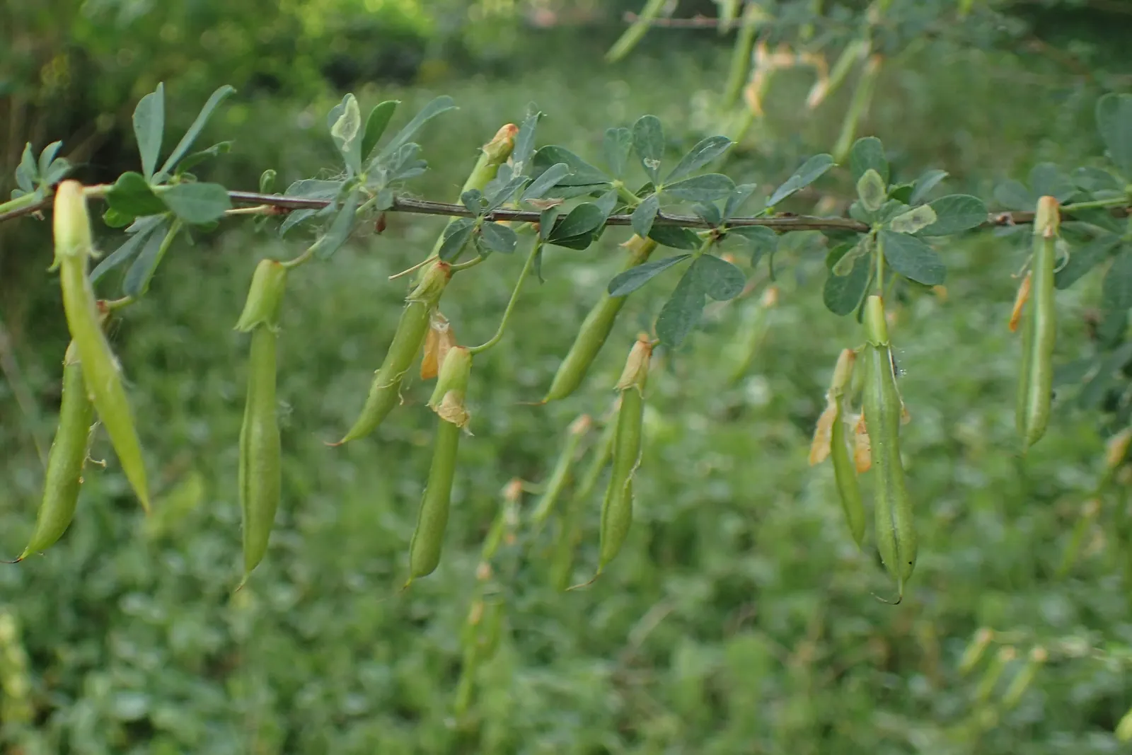 Russian Pea Shrub (Caragana frutex) — the shrub bursts into a display of vibrant yellow