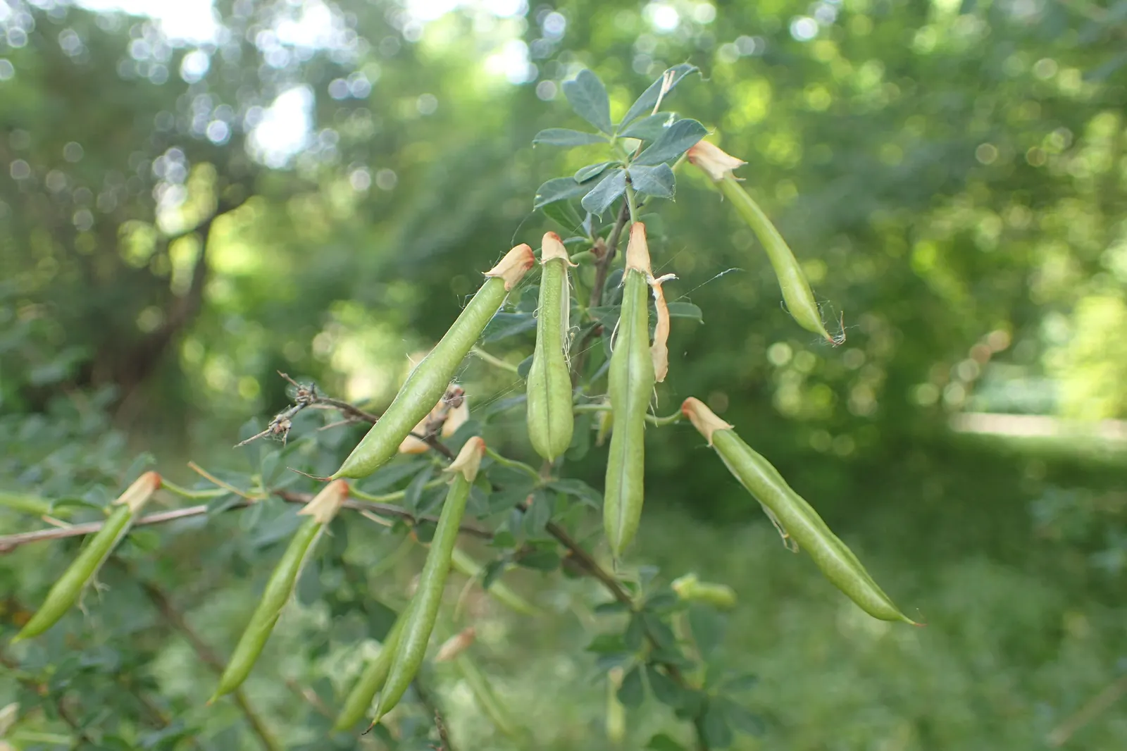 Russian Pea Shrub (Caragana frutex) — though it flourishes in well-drained loams