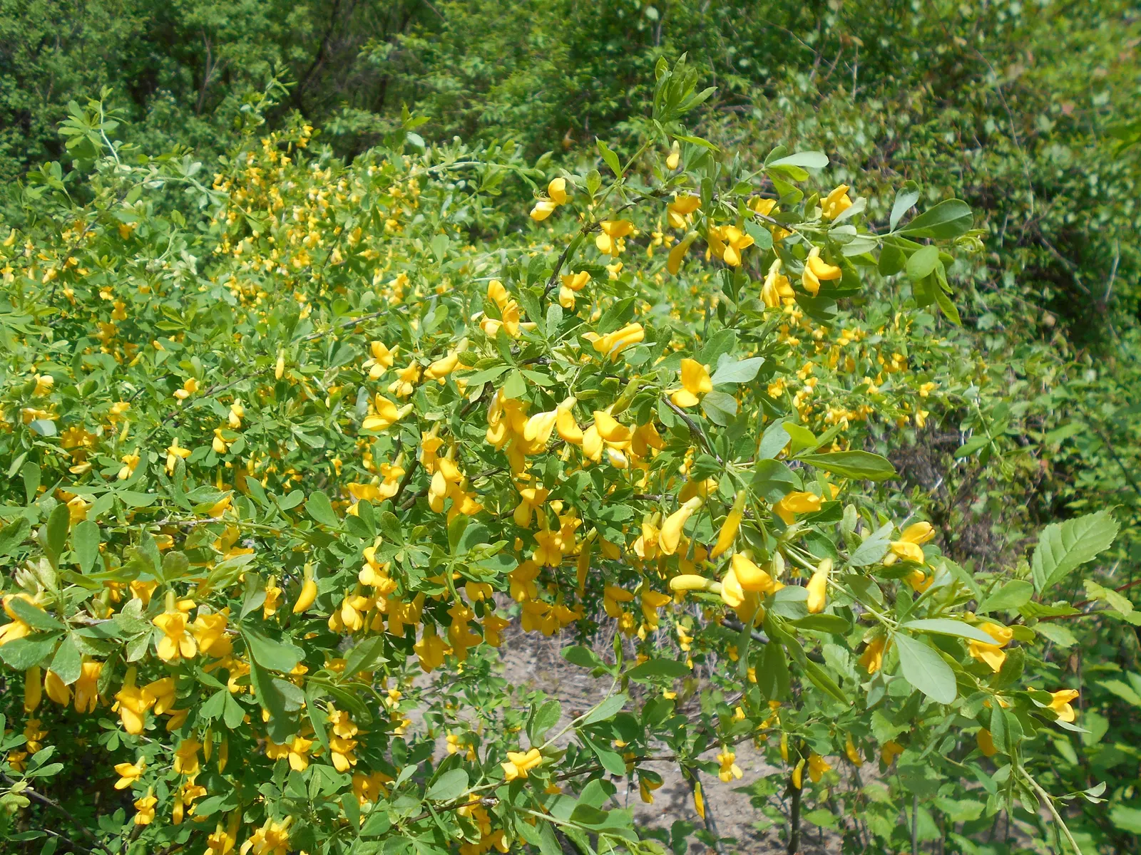 Russian Pea Shrub (Caragana frutex) — apart for hedges in full sun to partial shade; in late spring to early summer