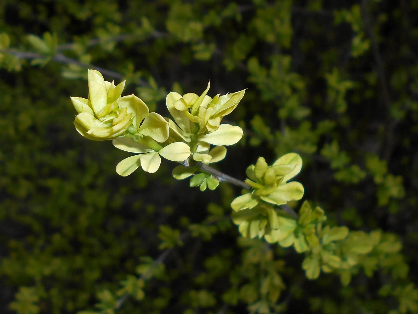 Russian Pea Shrub (Caragana frutex) — the Russian Pea Shrub is very adaptable to soil types; it's an ideal windbreak with nitrogen-fixing capabilities