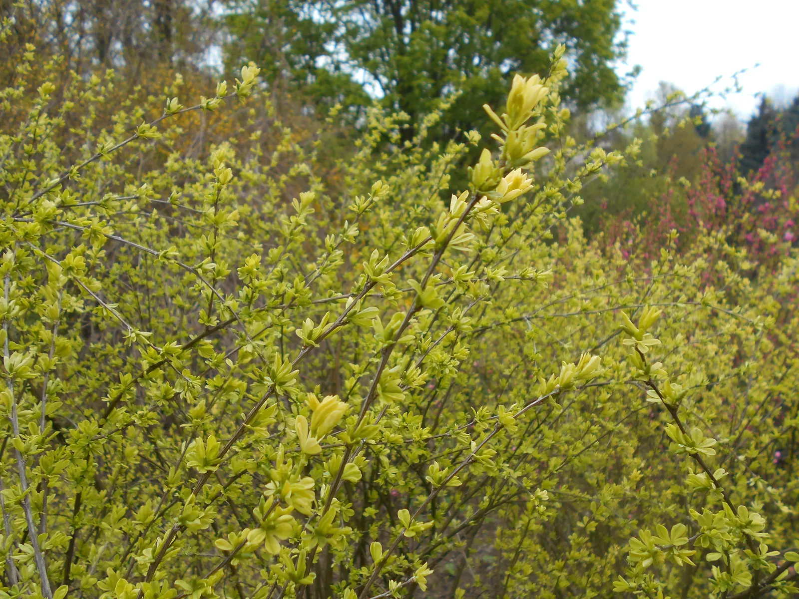 Russian Pea Shrub (Caragana frutex) — It's an ideal windbreak with nitrogen-fixing capabilities, enhancing soil fertility; apart for hedges in full sun to