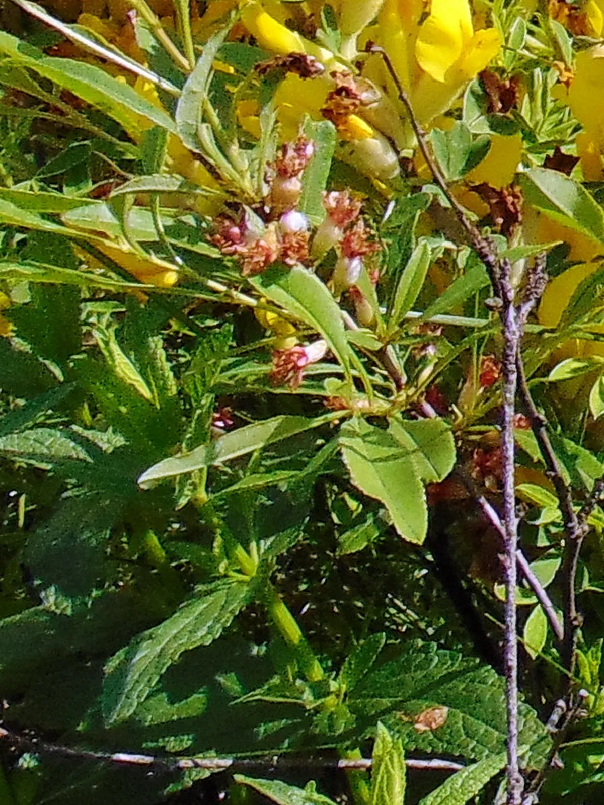 Russian Pea Shrub (Caragana frutex) — It's noteworthy that this shrub is also nitrogen-fixing; shrub / tree for full