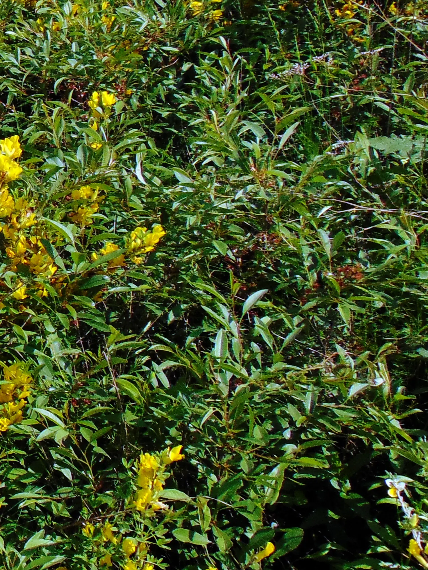 Russian Pea Shrub (Caragana frutex) — pea-like flowers which are roughly 1.5 inches across; yellow flowers in the garden