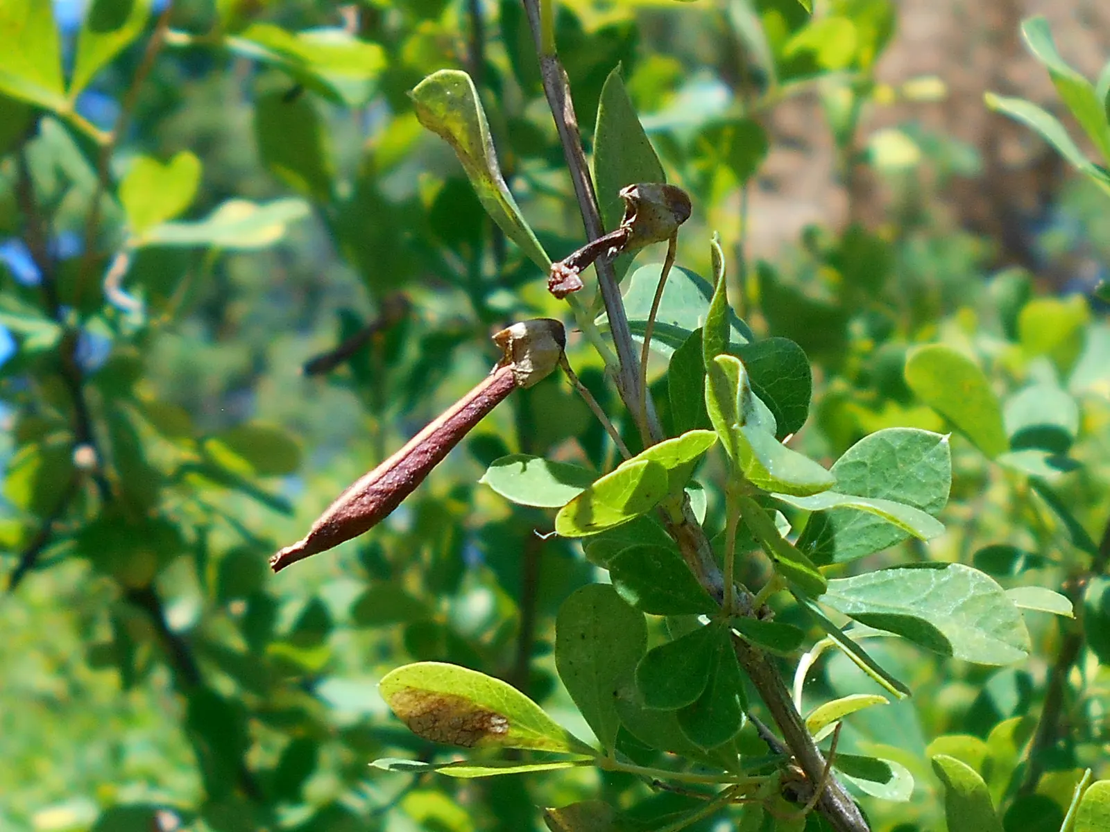 Russian Pea Shrub (Caragana frutex) — pruning should be performed immediately after flowering