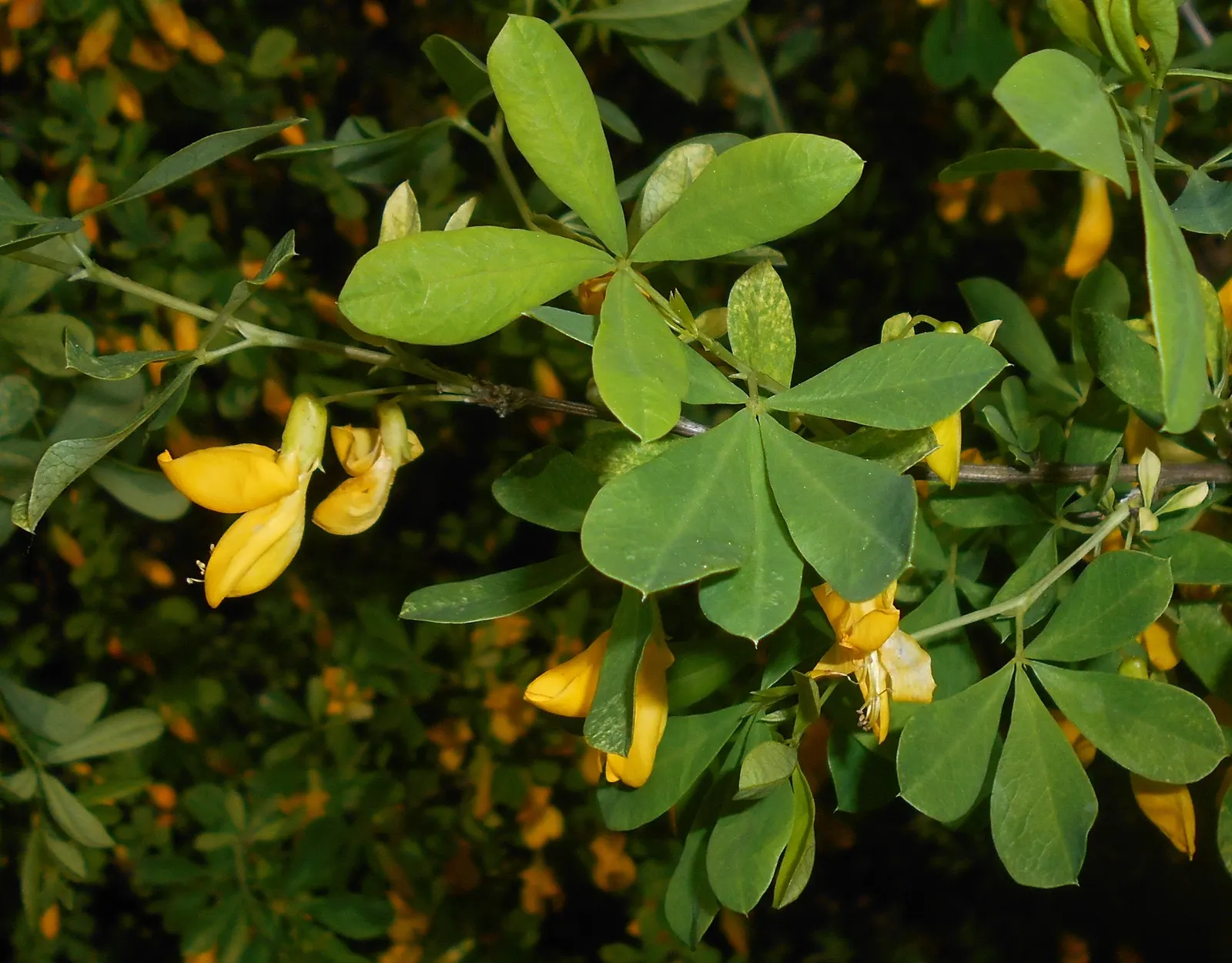 Russian Pea Shrub (Caragana frutex) — or even as an accent plant within the garden.<br><br>Caragana frutex is characterized by its bright green; this shrub can