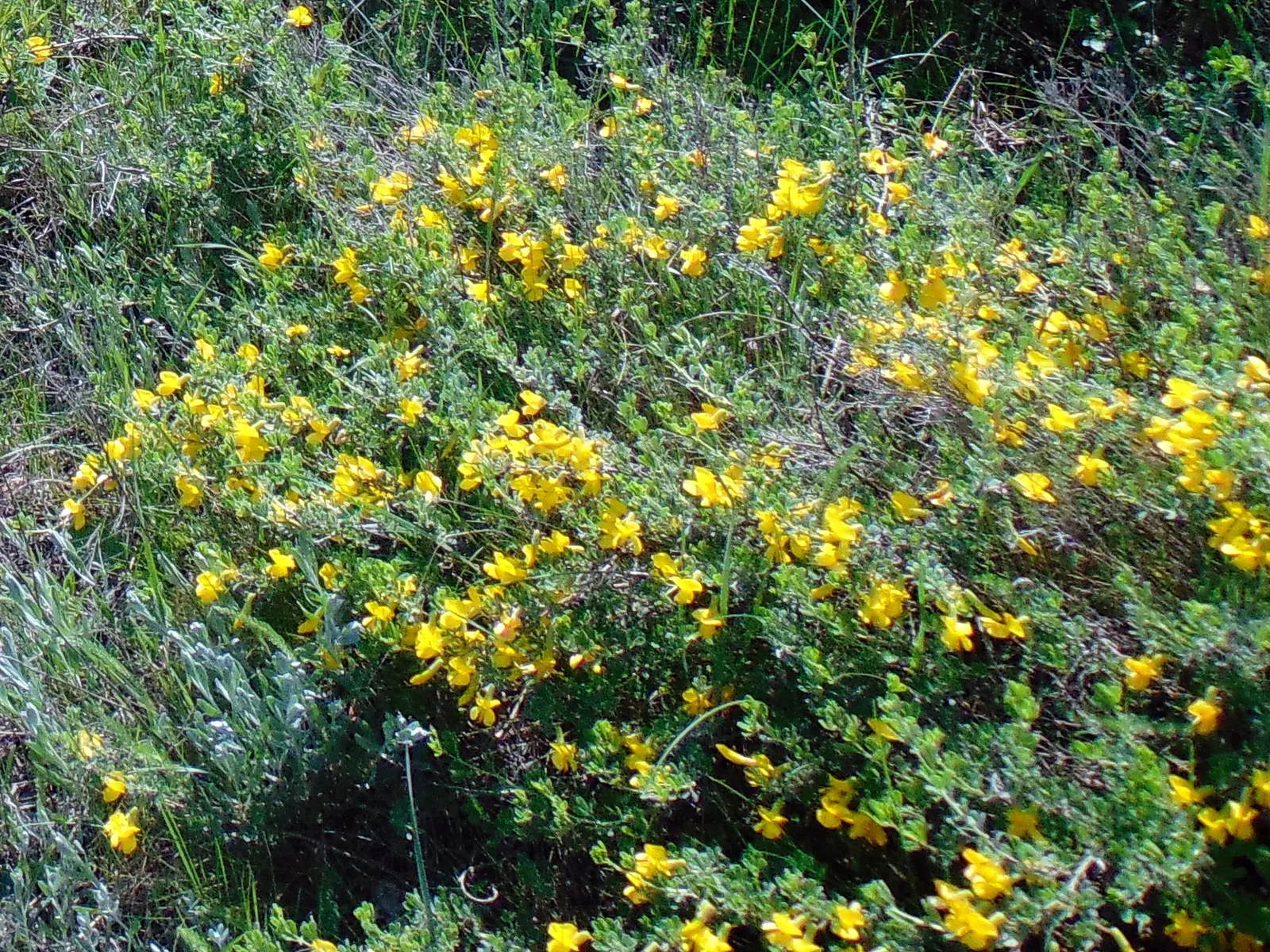 Russian Pea Shrub (Caragana frutex) — Thriving in USDA zones 2-7, it withstands harsh climates, requiring minimal care; shrub / tree with yellow blooms