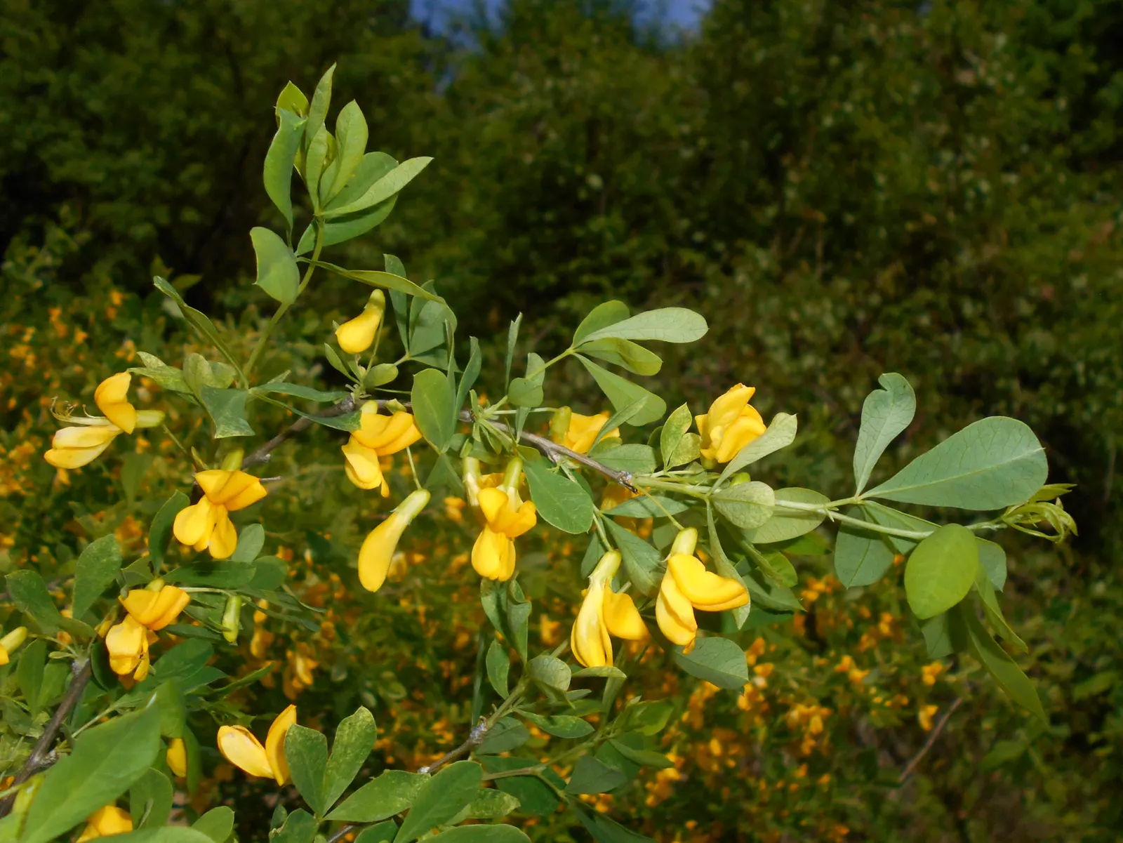 Russian Pea Shrub (Caragana frutex) — Its compact size makes it ideal for use as a hedge or windbreak; pea-like flowers which are roughly 1.5 inches across