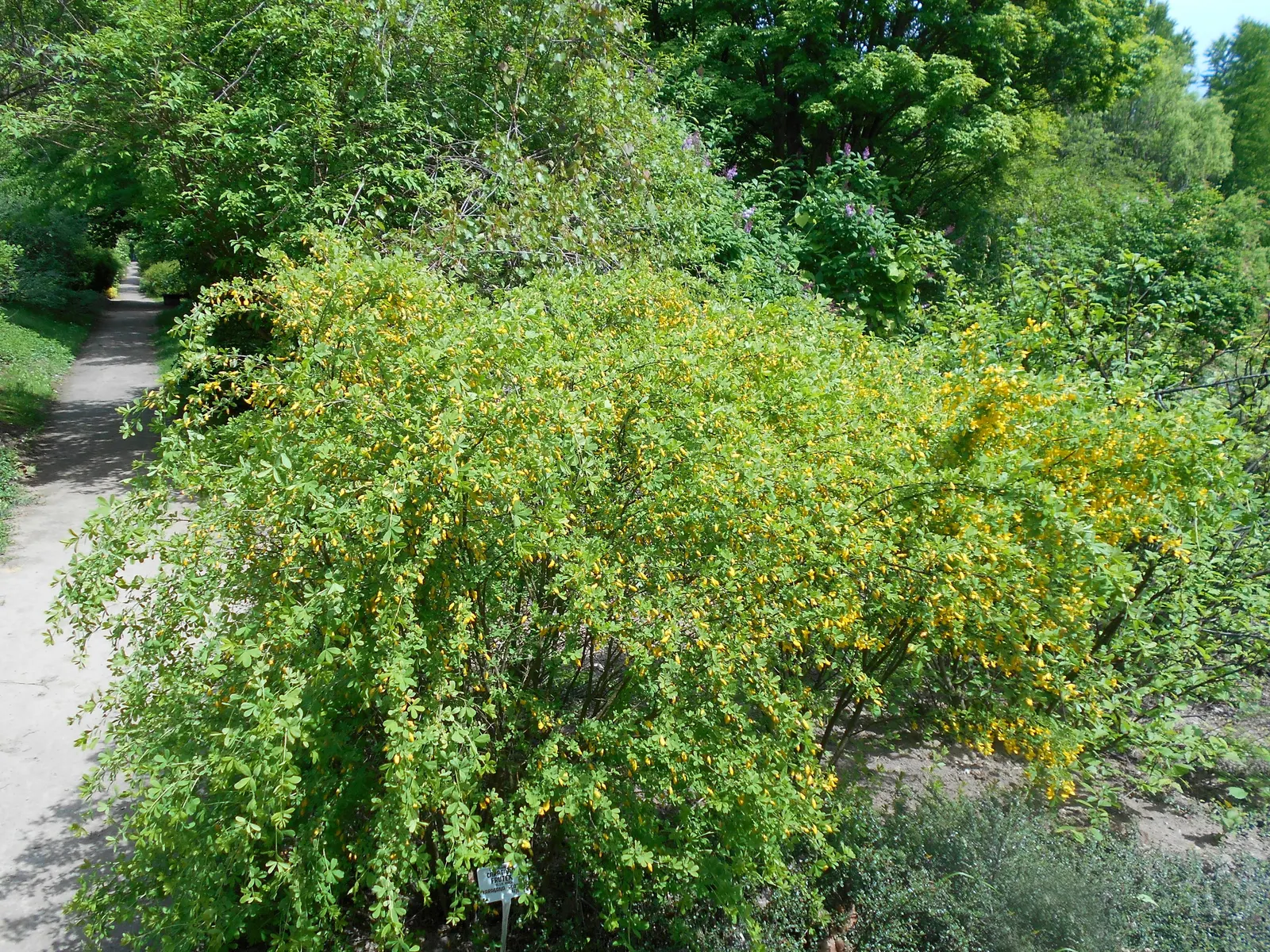 Russian Pea Shrub (Caragana frutex) — making it an excellent choice for a resilient and low-maintenance element in your landscape design; the Russian Pea