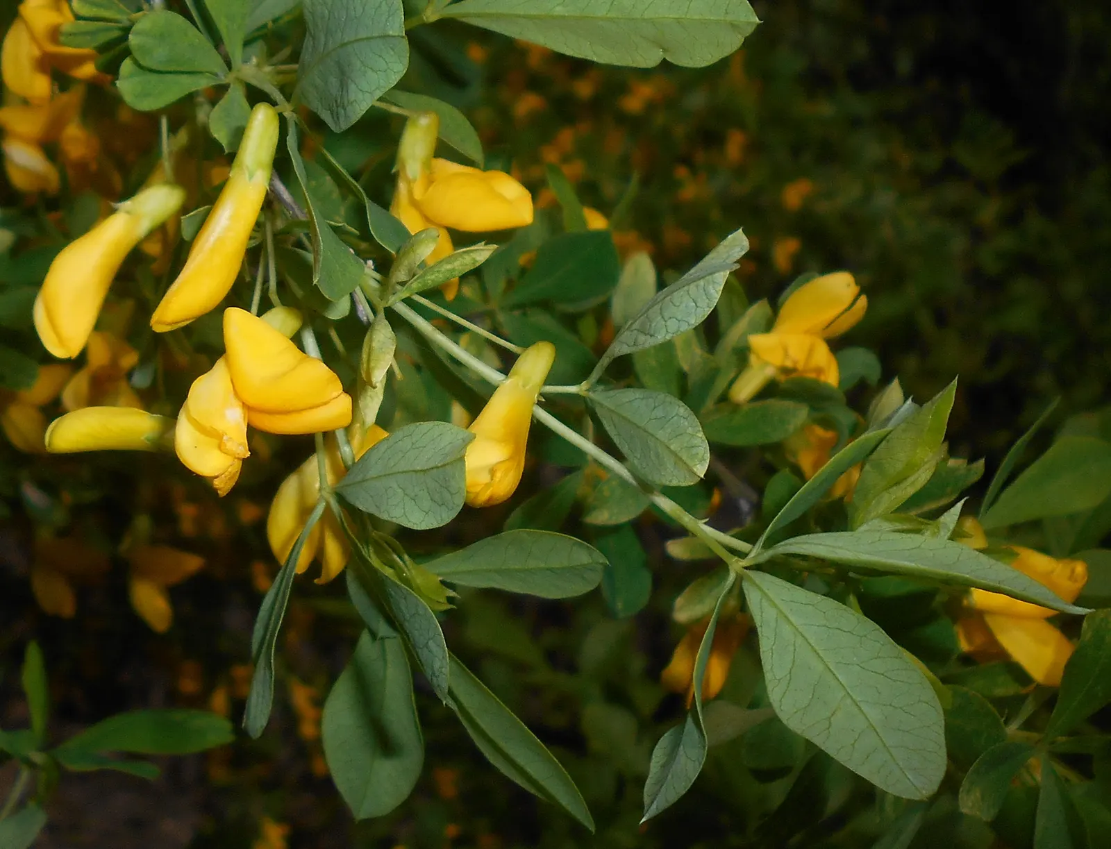 Russian Pea Shrub (Caragana frutex) — It's noteworthy that this shrub is also nitrogen-fixing