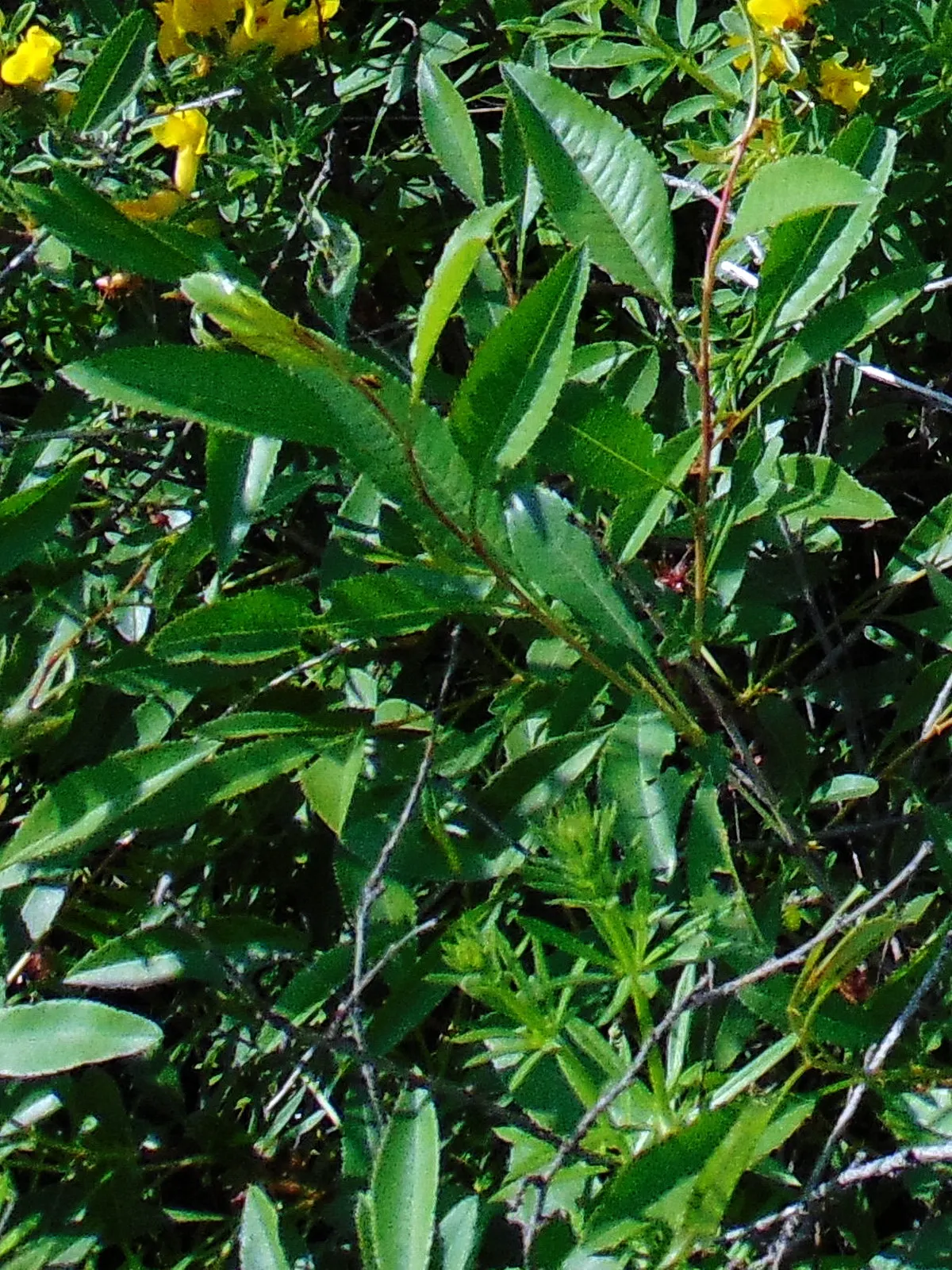 Russian Pea Shrub (Caragana frutex) — Its compact size makes it ideal for use as a hedge or windbreak