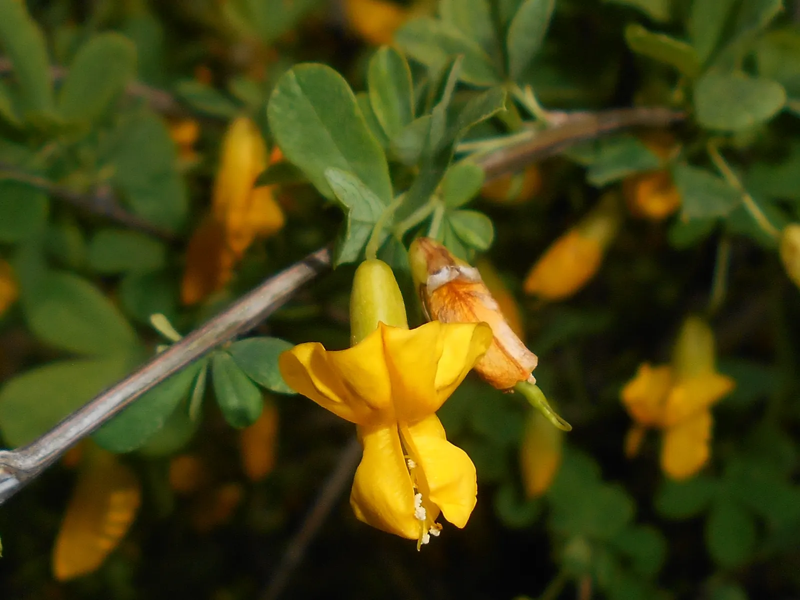 Russian Pea Shrub (Caragana frutex) — The Russian Pea Shrub, Caragana frutex, is a hardy deciduous legume, maturing to 12-15 ft