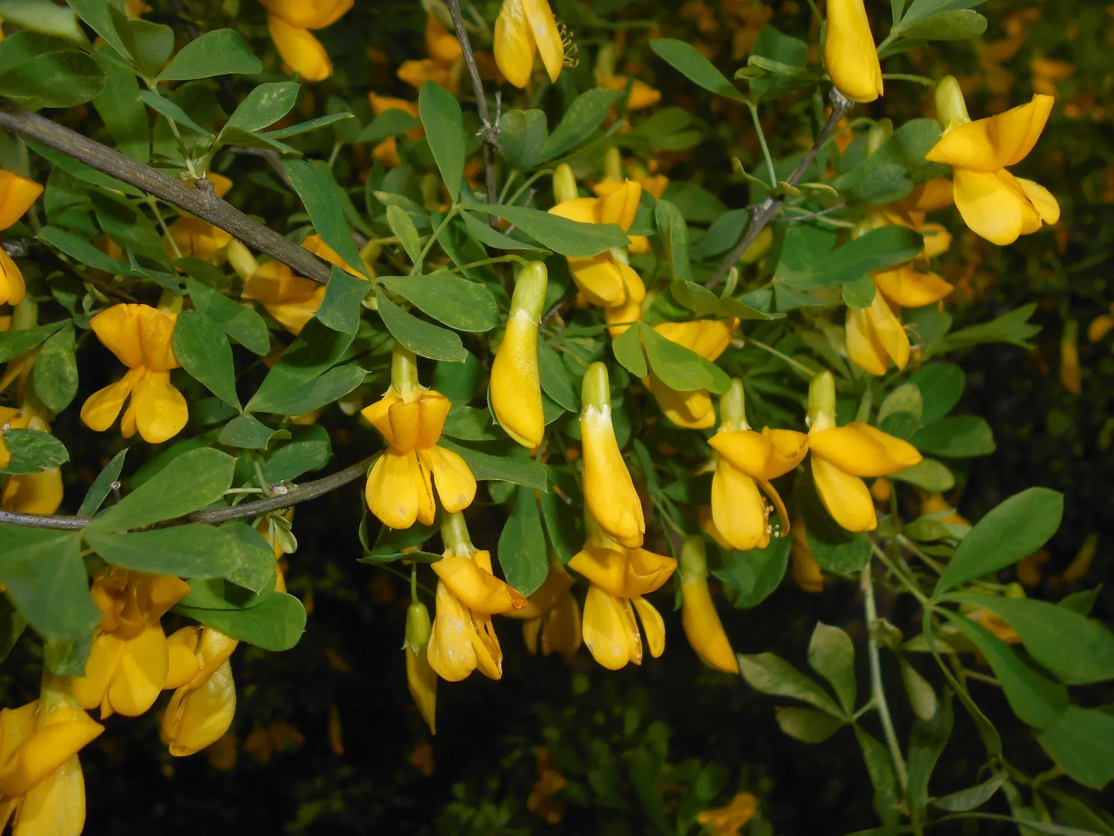 Russian Pea Shrub (Caragana frutex) — it transforms into a dense