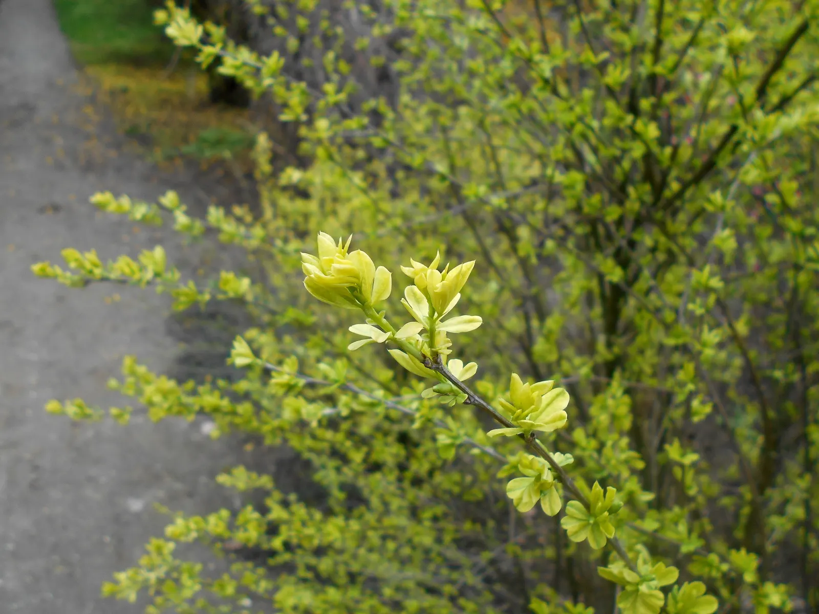 Russian Pea Shrub (Caragana frutex) — apart for hedges in full sun to partial shade