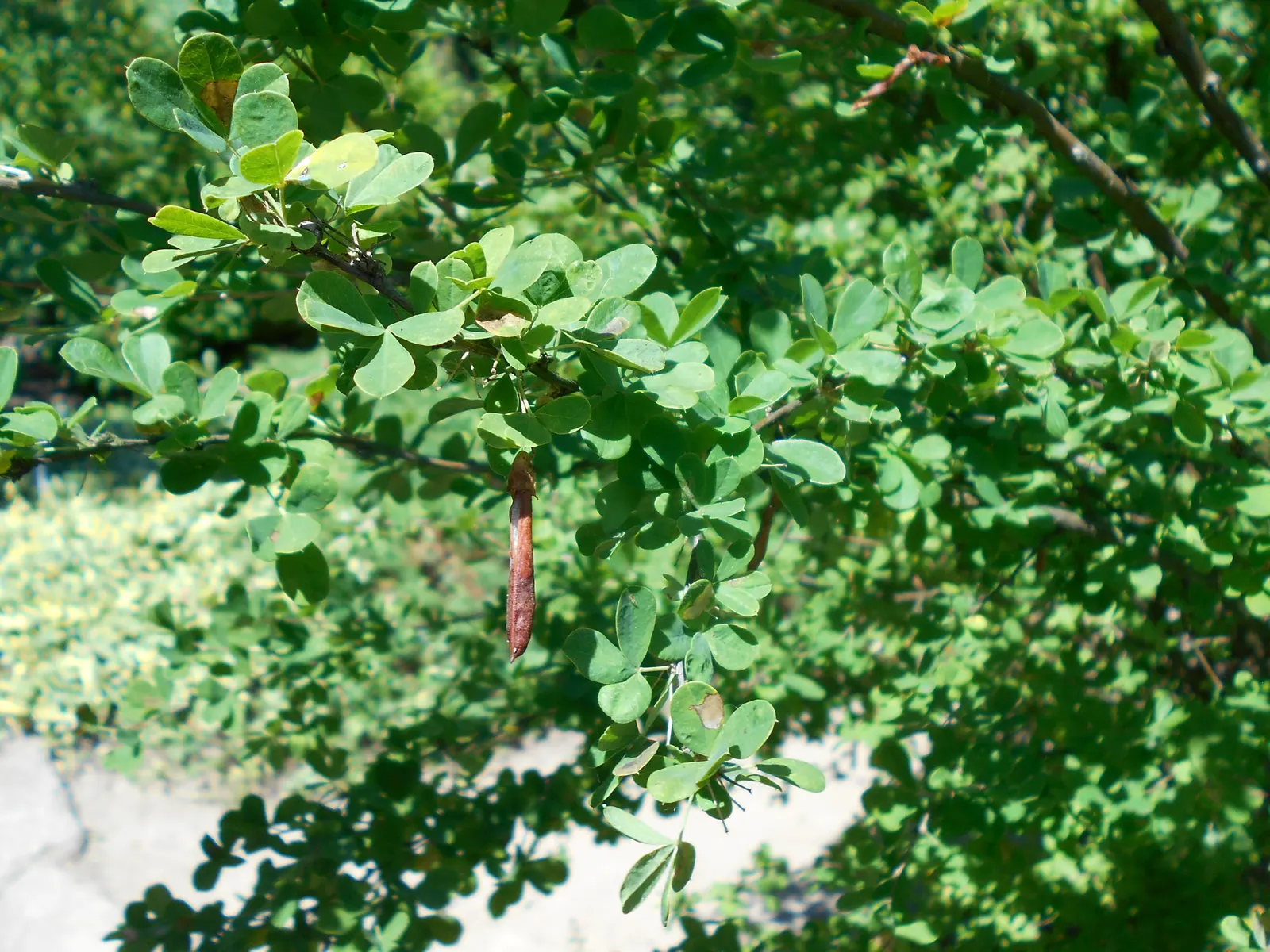 Russian Pea Shrub (Caragana frutex) — or even as an accent plant within the garden.<br><br>Caragana frutex is characterized by its bright green