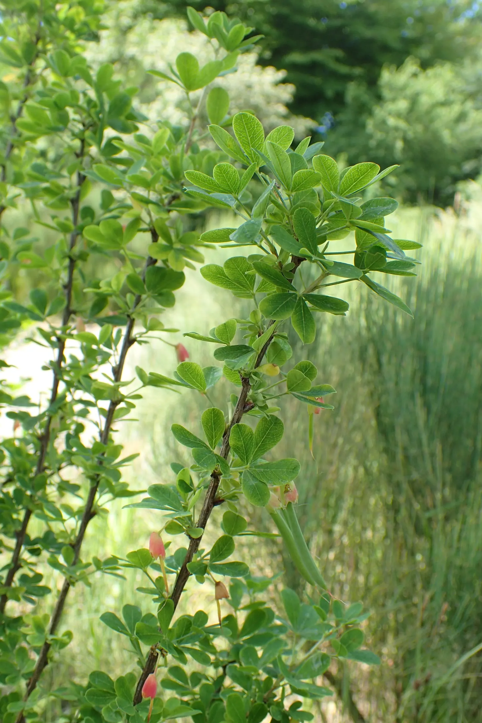Russian Pea Shrub (Caragana frutex) — In late spring to early summer