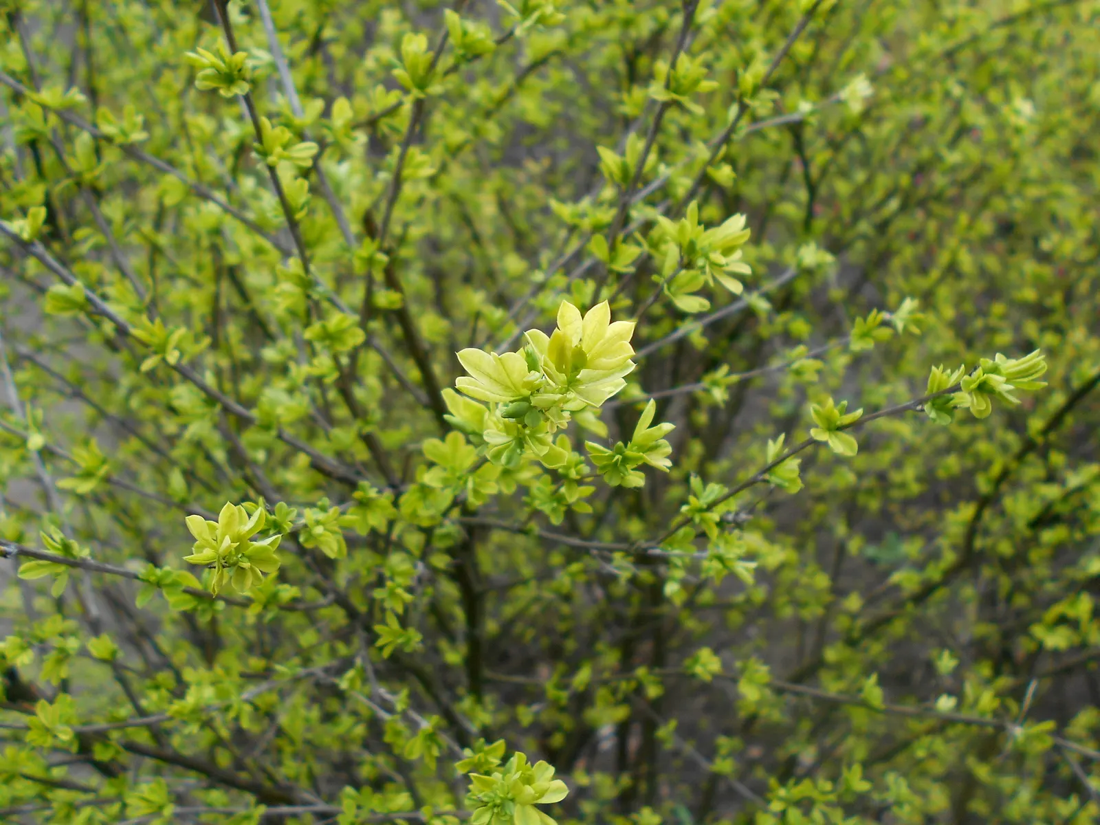 Russian Pea Shrub (Caragana frutex) — Adorned with bright yellow flowers in late spring; or even as an accent plant within the garden.<br><br>Caragana frutex