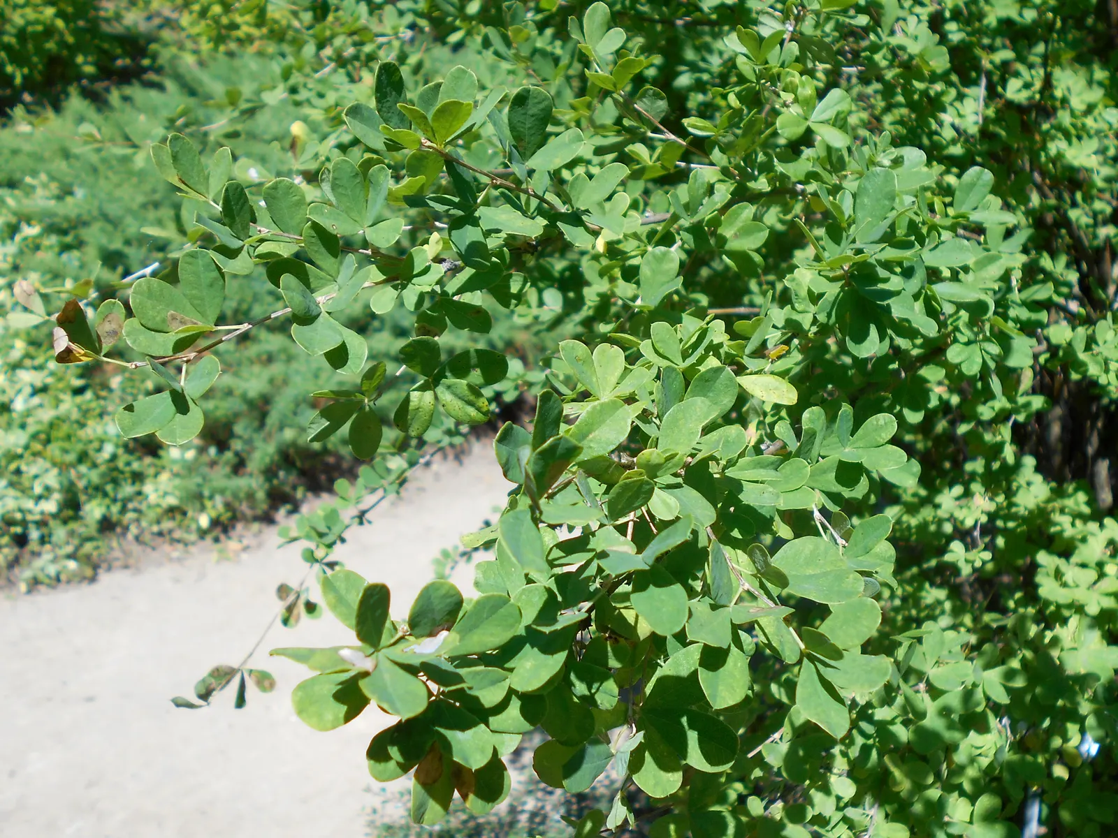 Russian Pea Shrub (Caragana frutex) — it transforms into a dense; this hardiness extends to drought tolerance once established, requiring minimal watering and