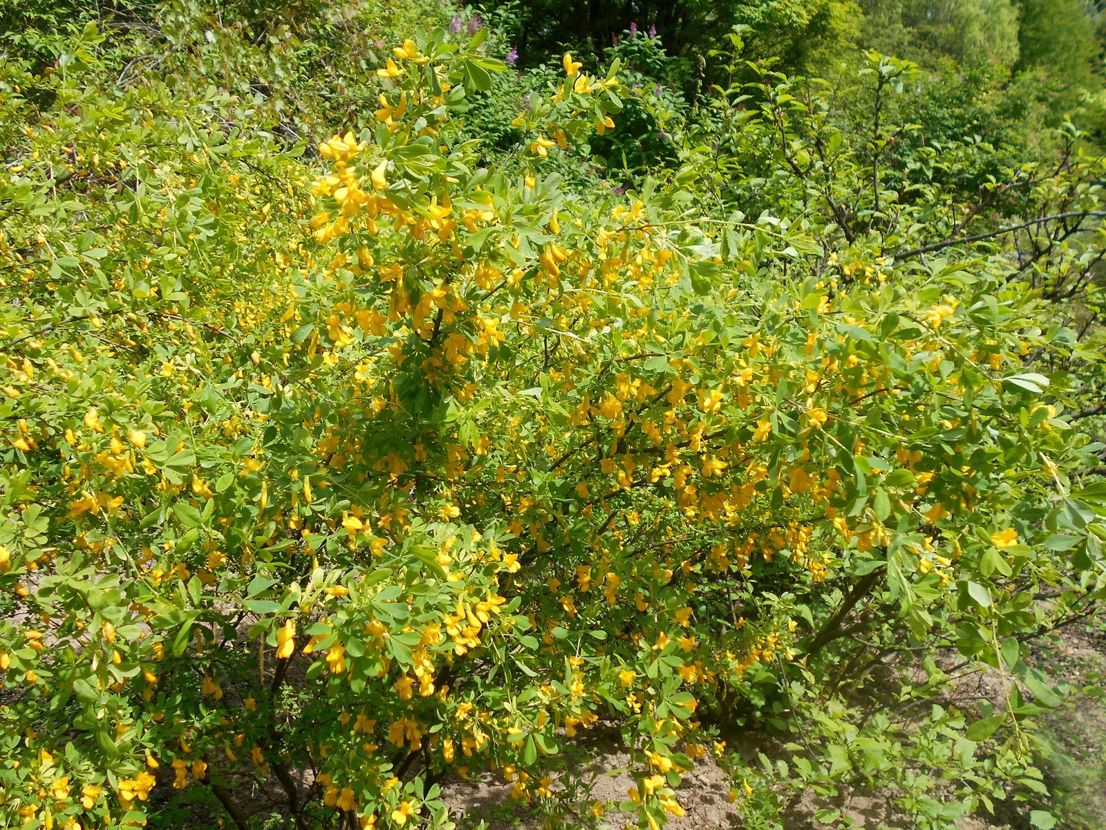 Russian Pea Shrub (Caragana frutex) — thus enriching the soil quality around it.<br><br>To maintain a specific shape or size