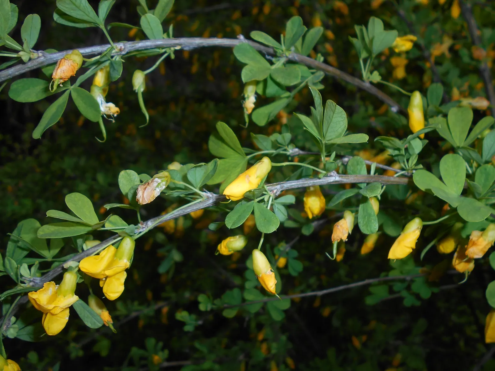 Russian Pea Shrub (Caragana frutex) — This shrub can be a fruitful addition to your landscape design
