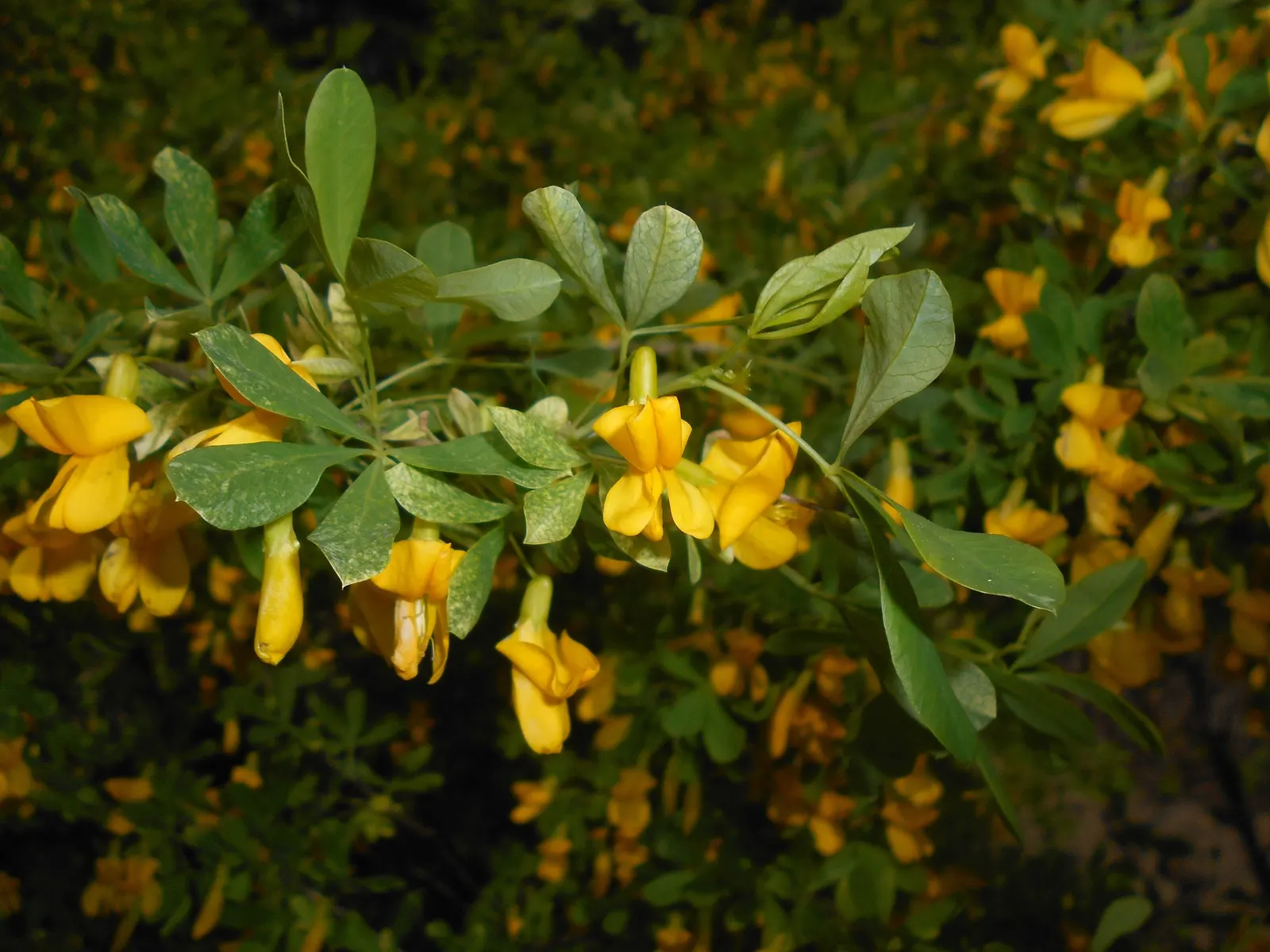 Russian Pea Shrub (Caragana frutex) — shrub / tree for full