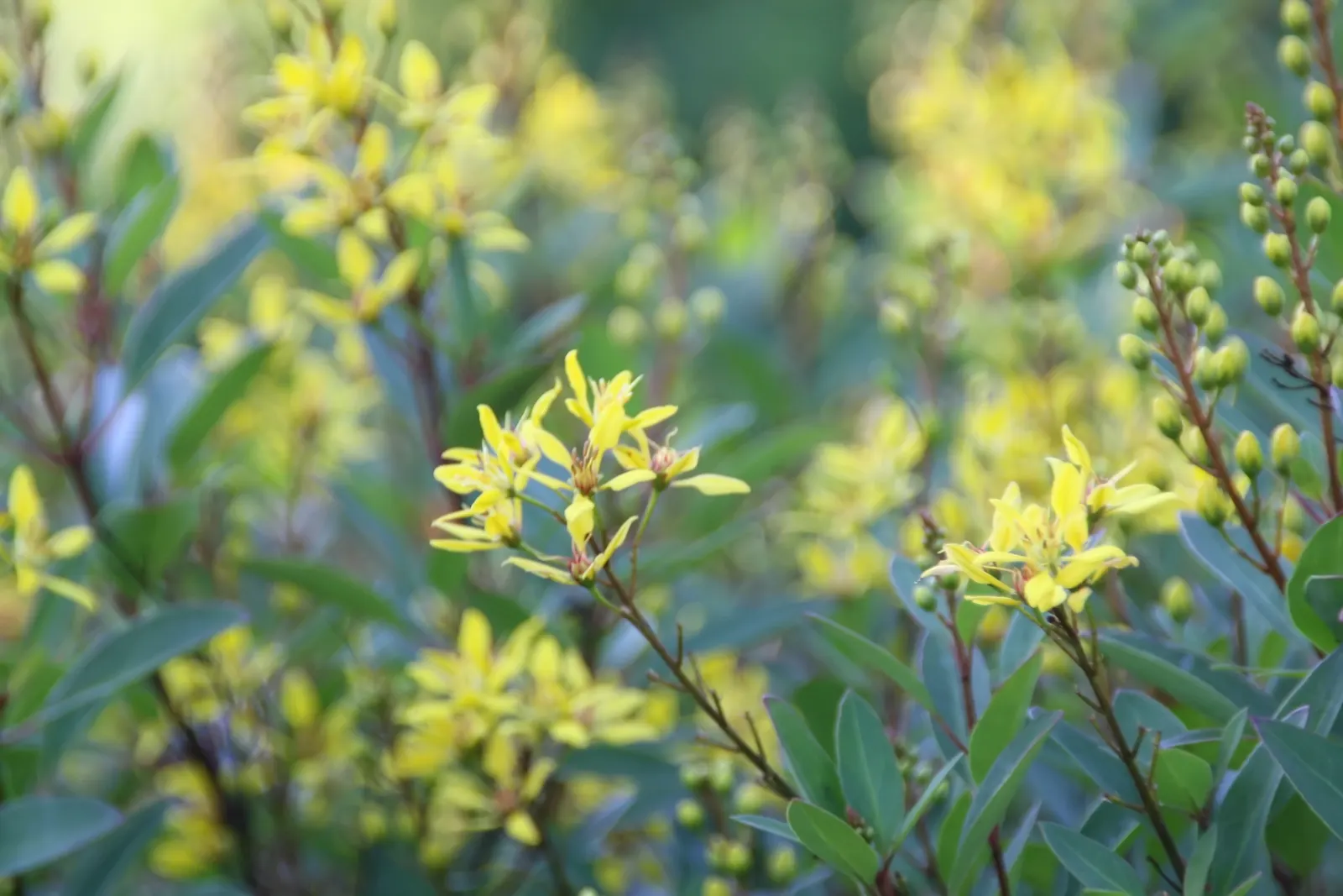 Slender Goldshower (Galphimia Gracilis) — or as a vibrant accent in rock gardens; shrub for full or half, image 49