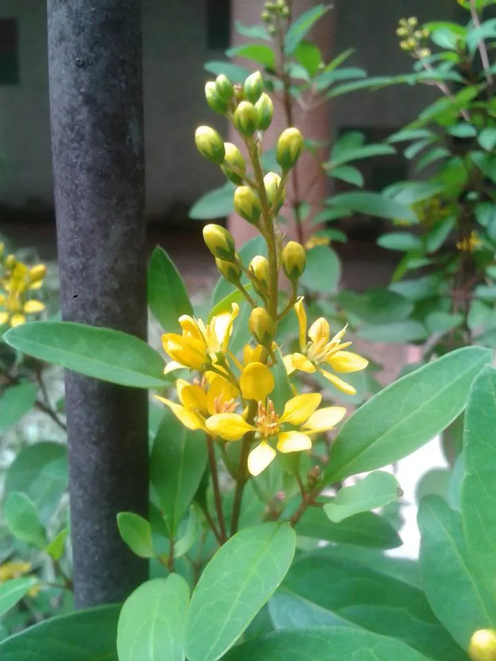 Slender Goldshower (Galphimia Gracilis) — tropical shrub typically grows to a height of 2 to 4 feet; as a landscape architect assistant